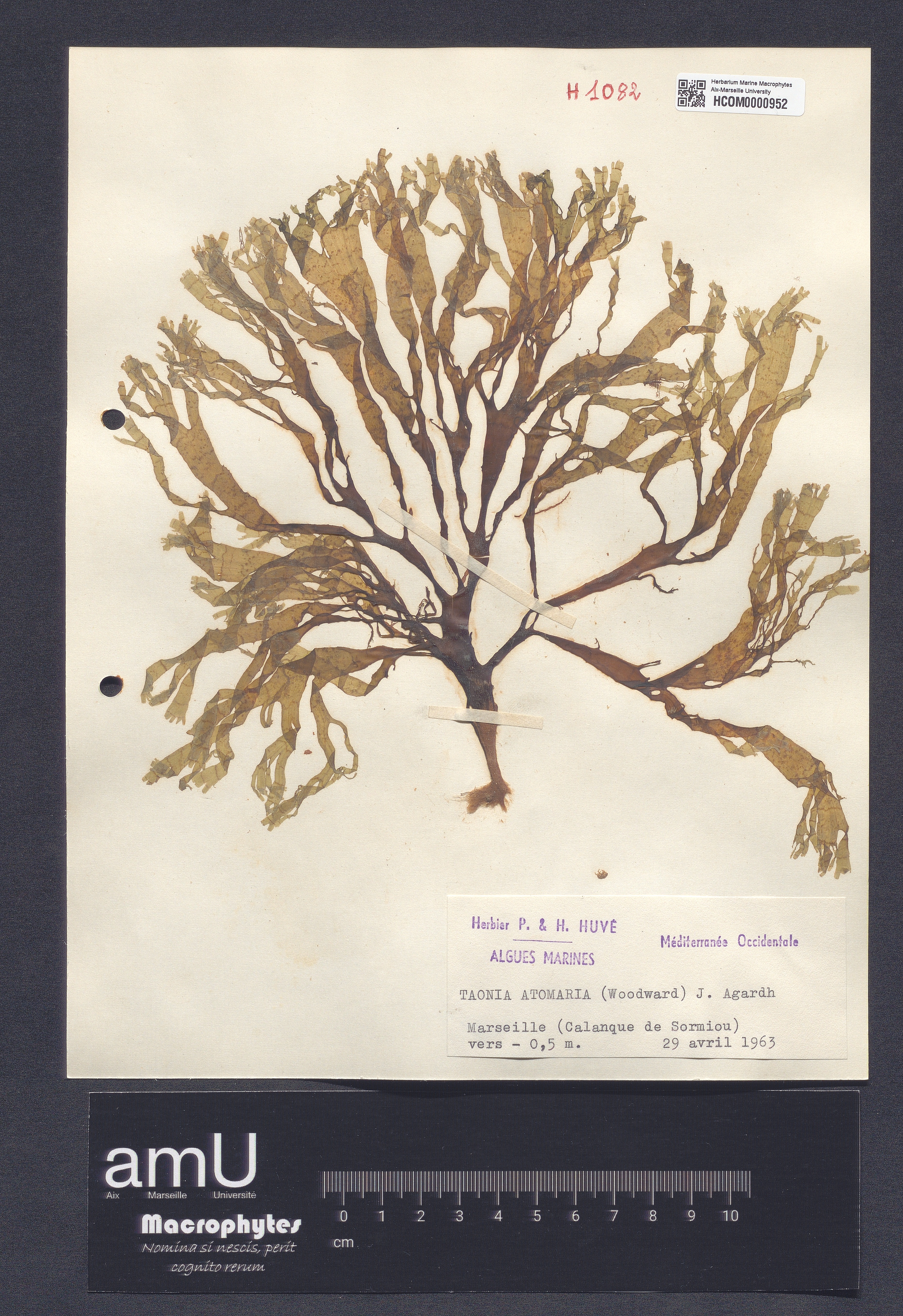 Taonia atomaria specimen