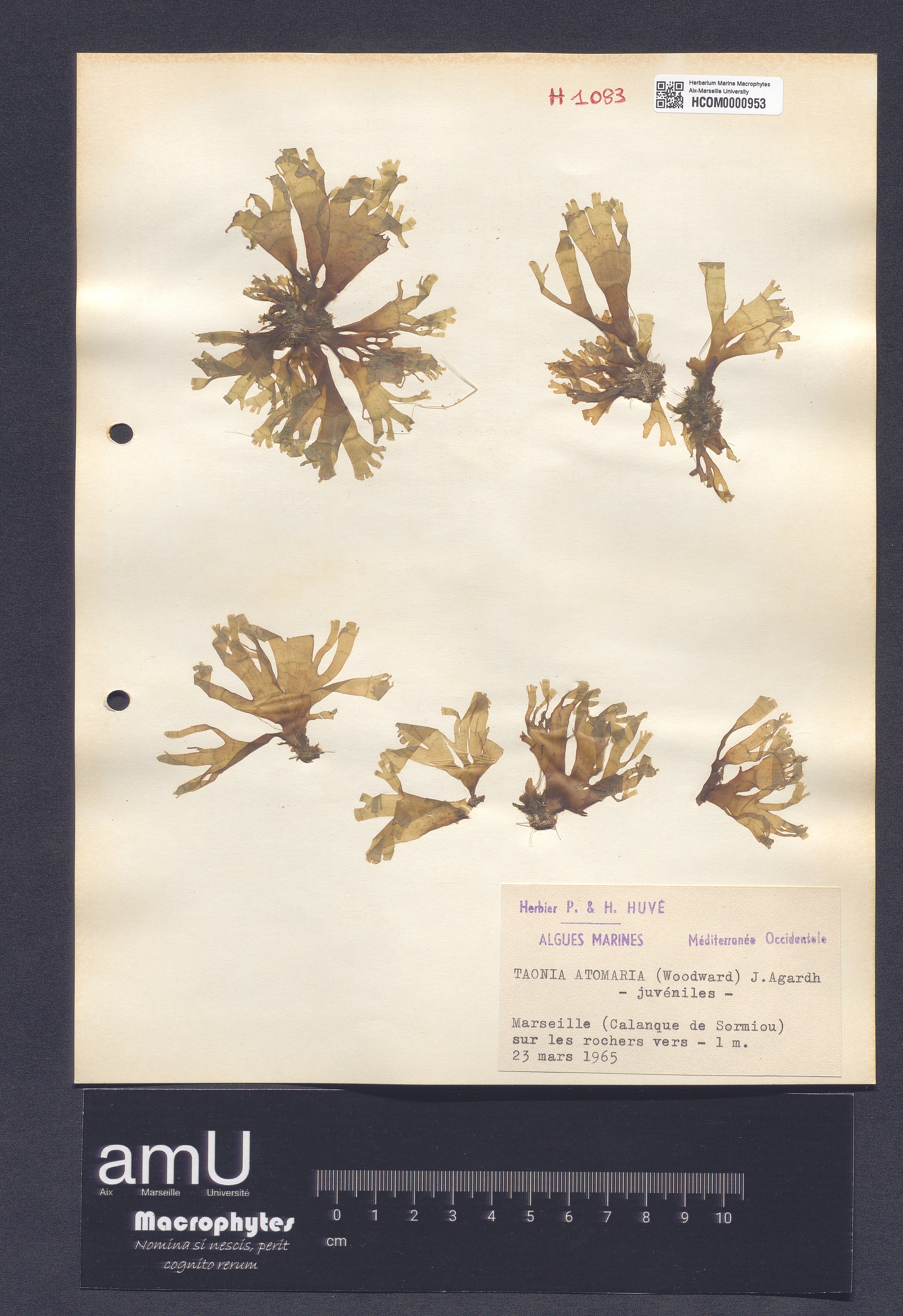 Taonia atomaria specimen