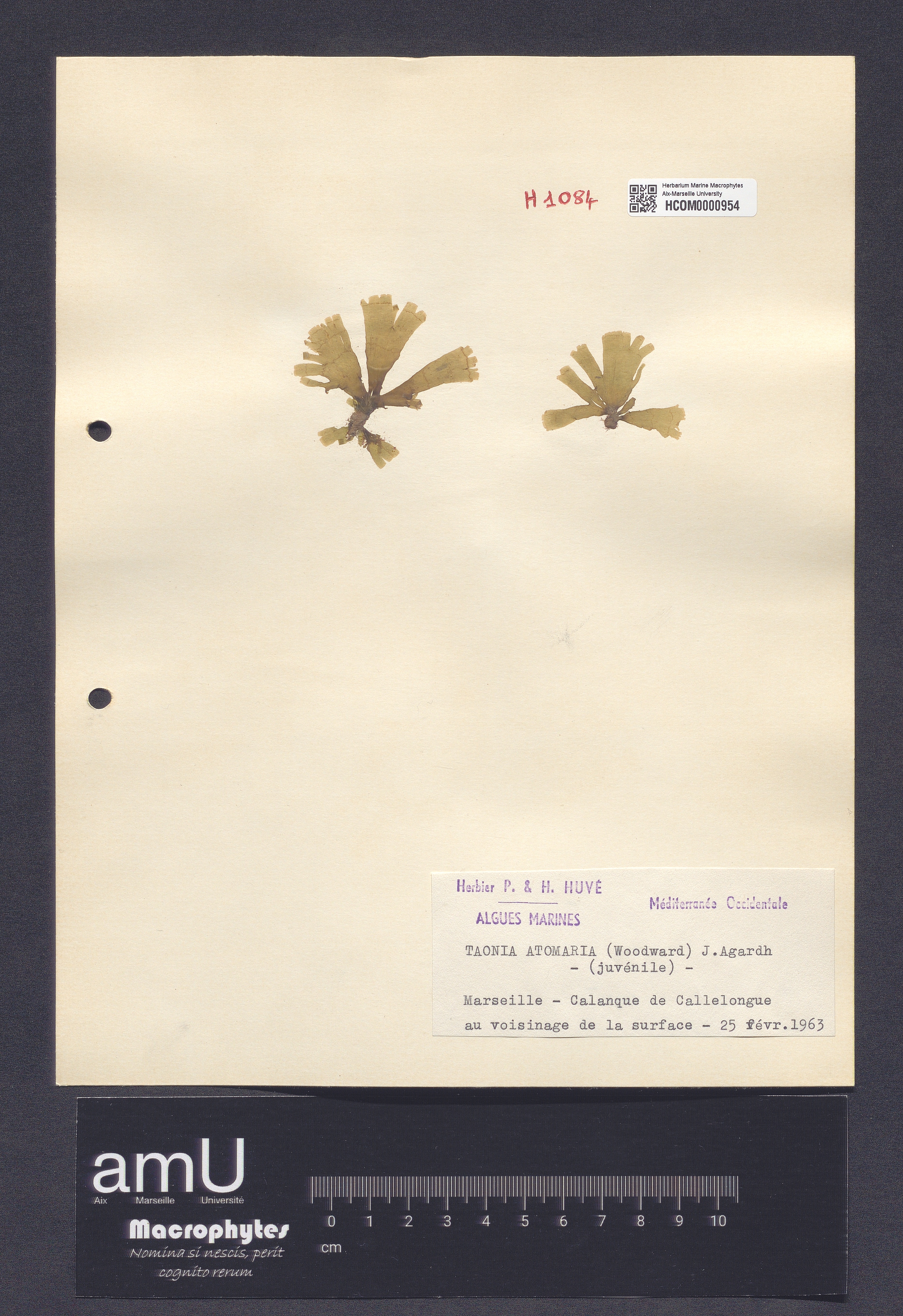 Taonia atomaria specimen