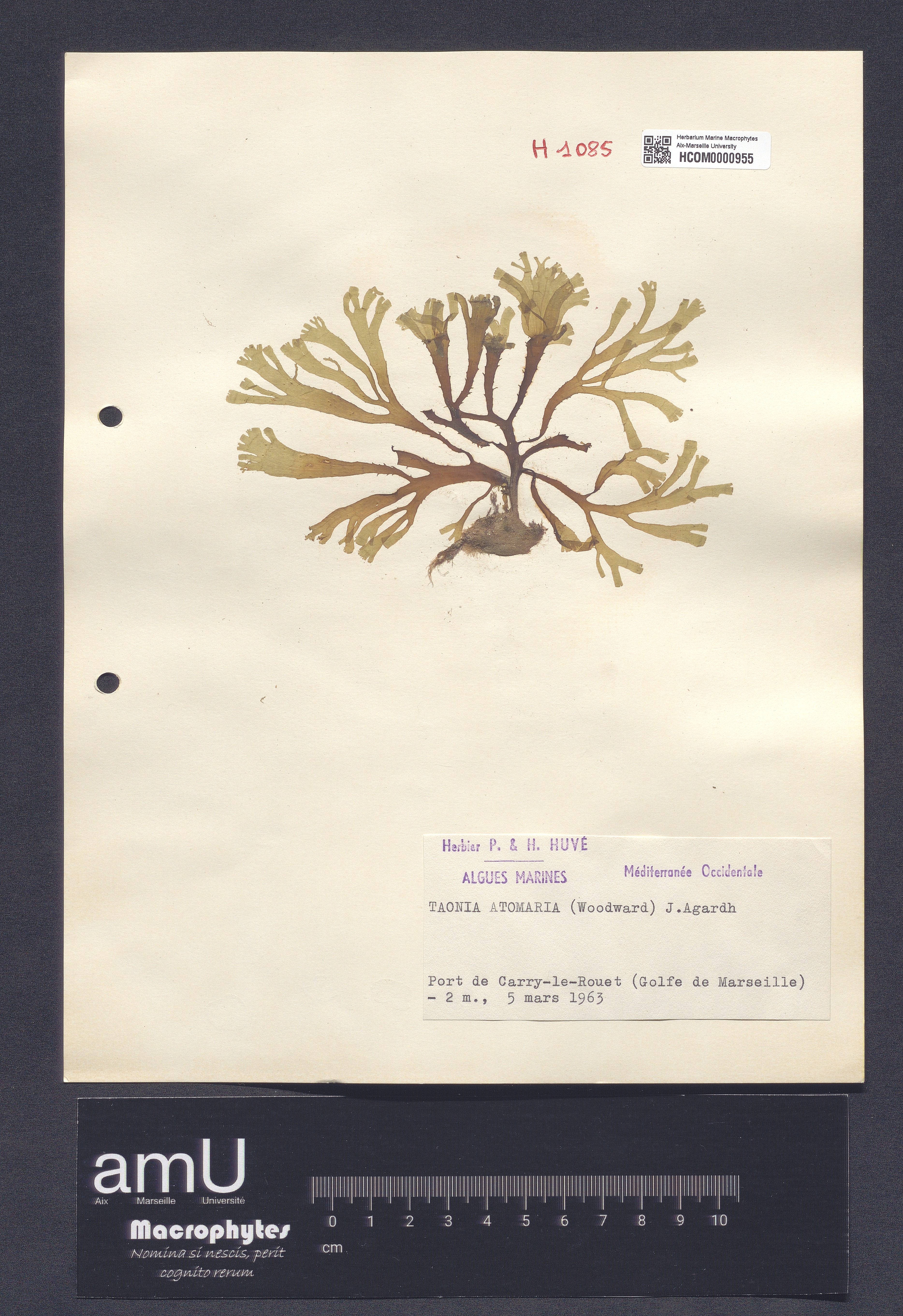 Taonia atomaria specimen