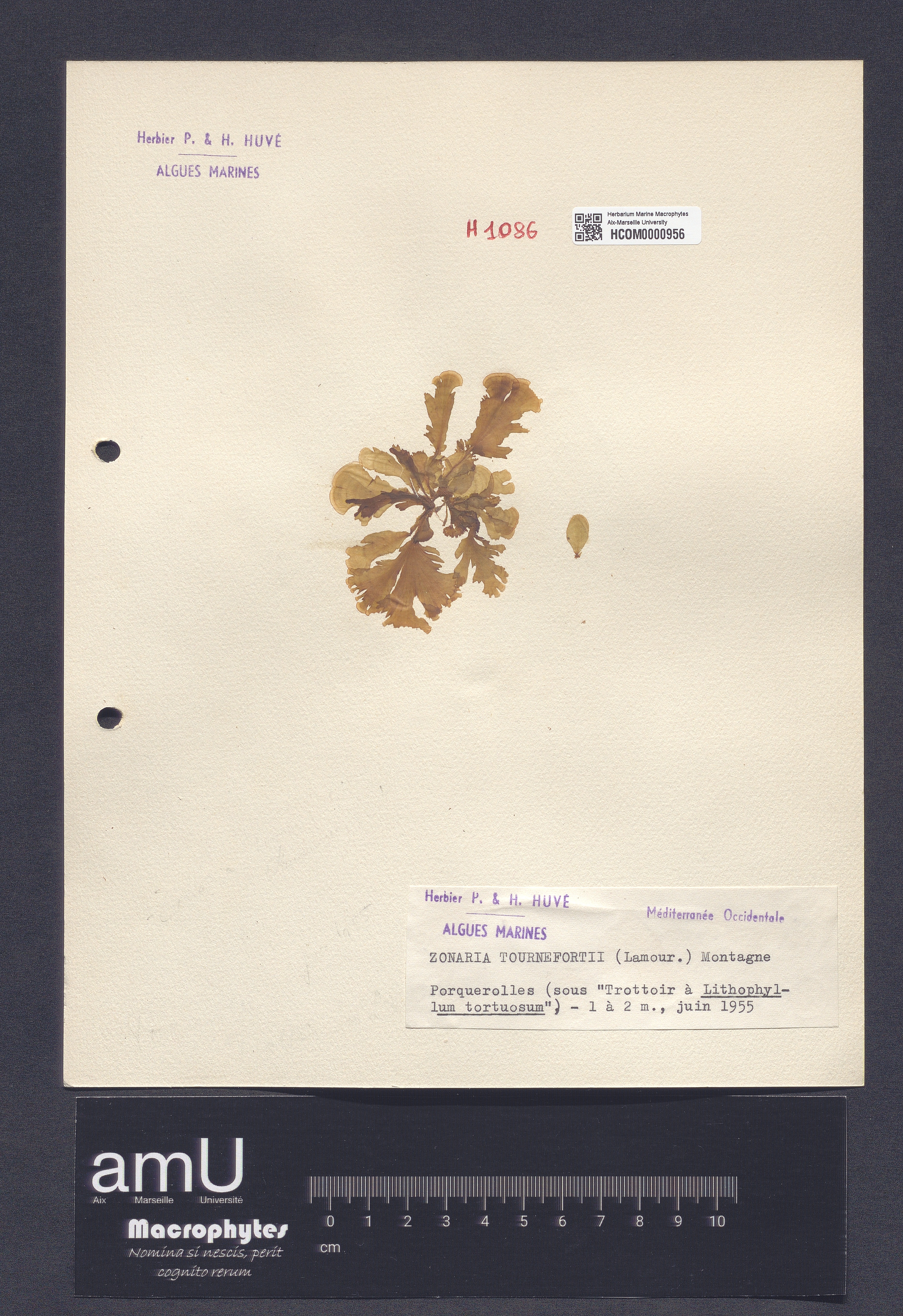 Zonaria tournefortii specimen