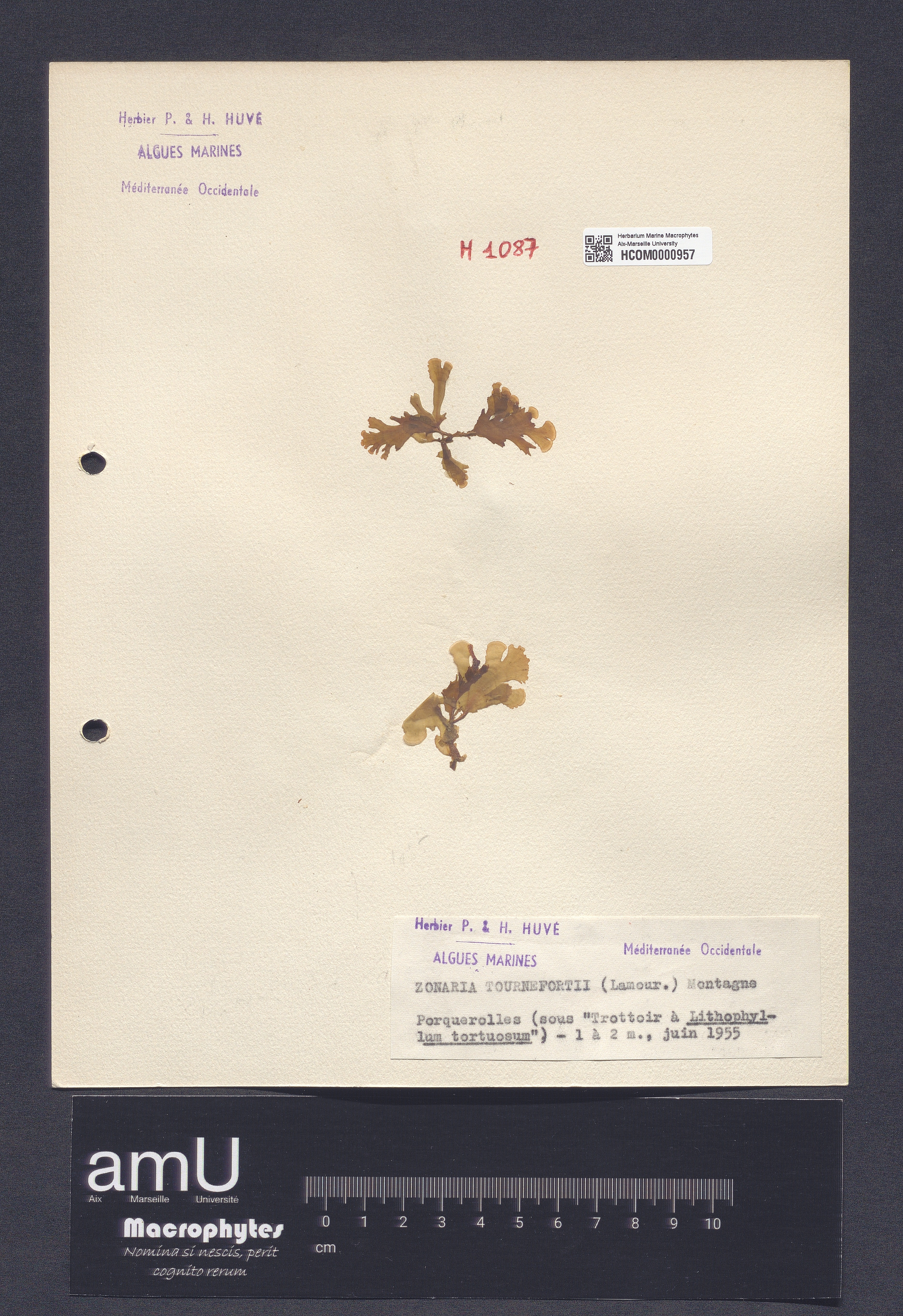 Zonaria tournefortii specimen