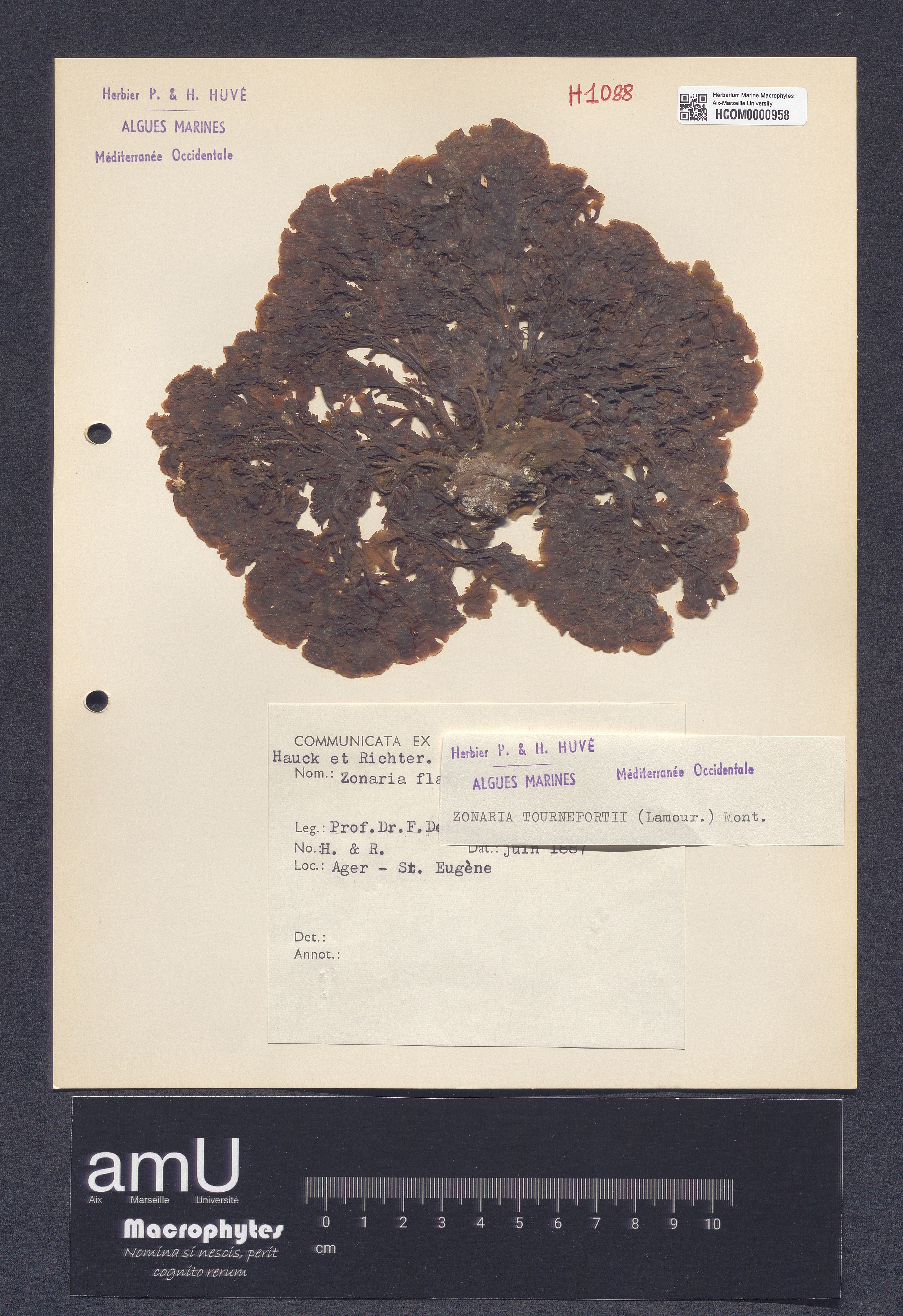 Zonaria tournefortii specimen