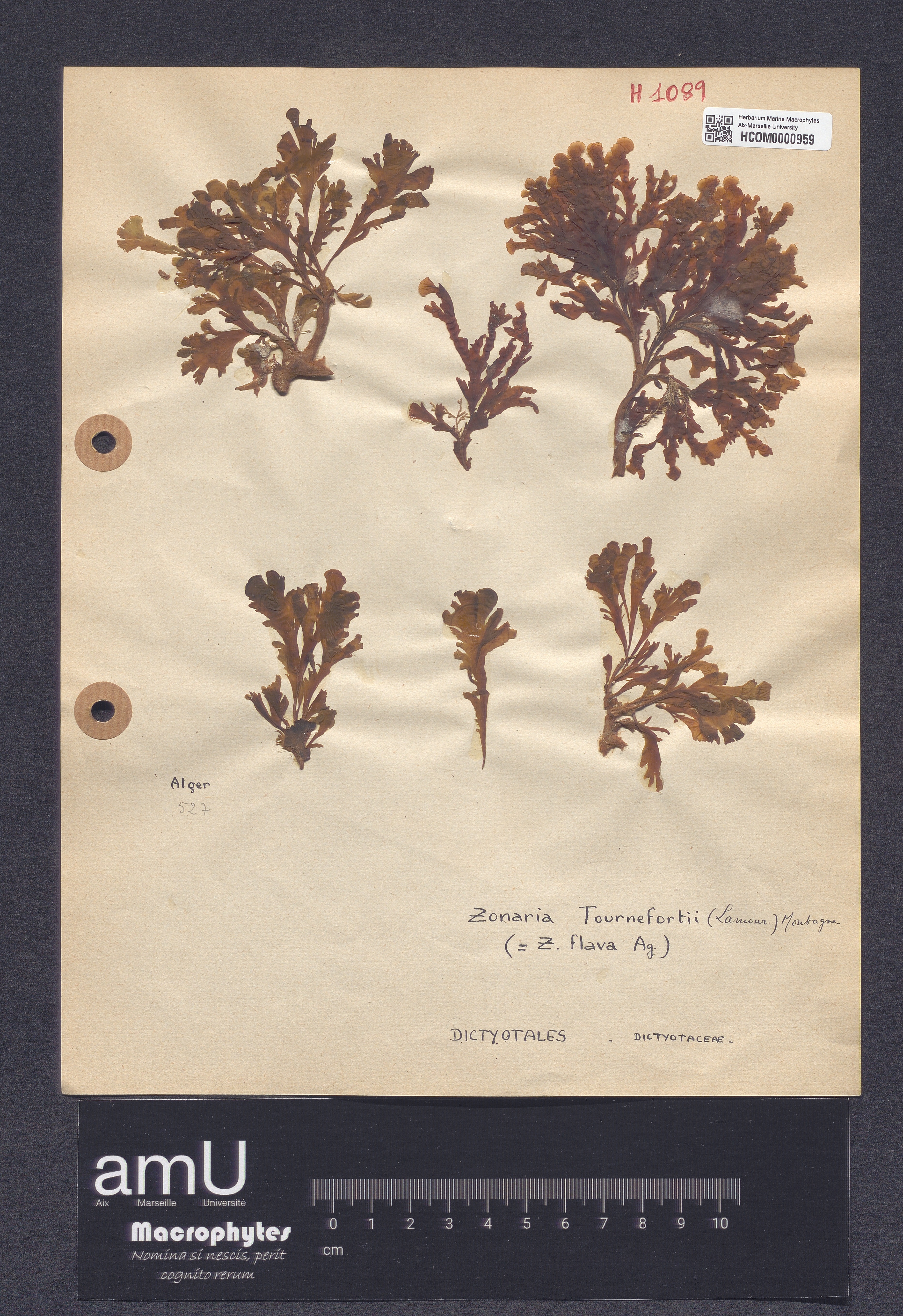 Zonaria tournefortii specimen