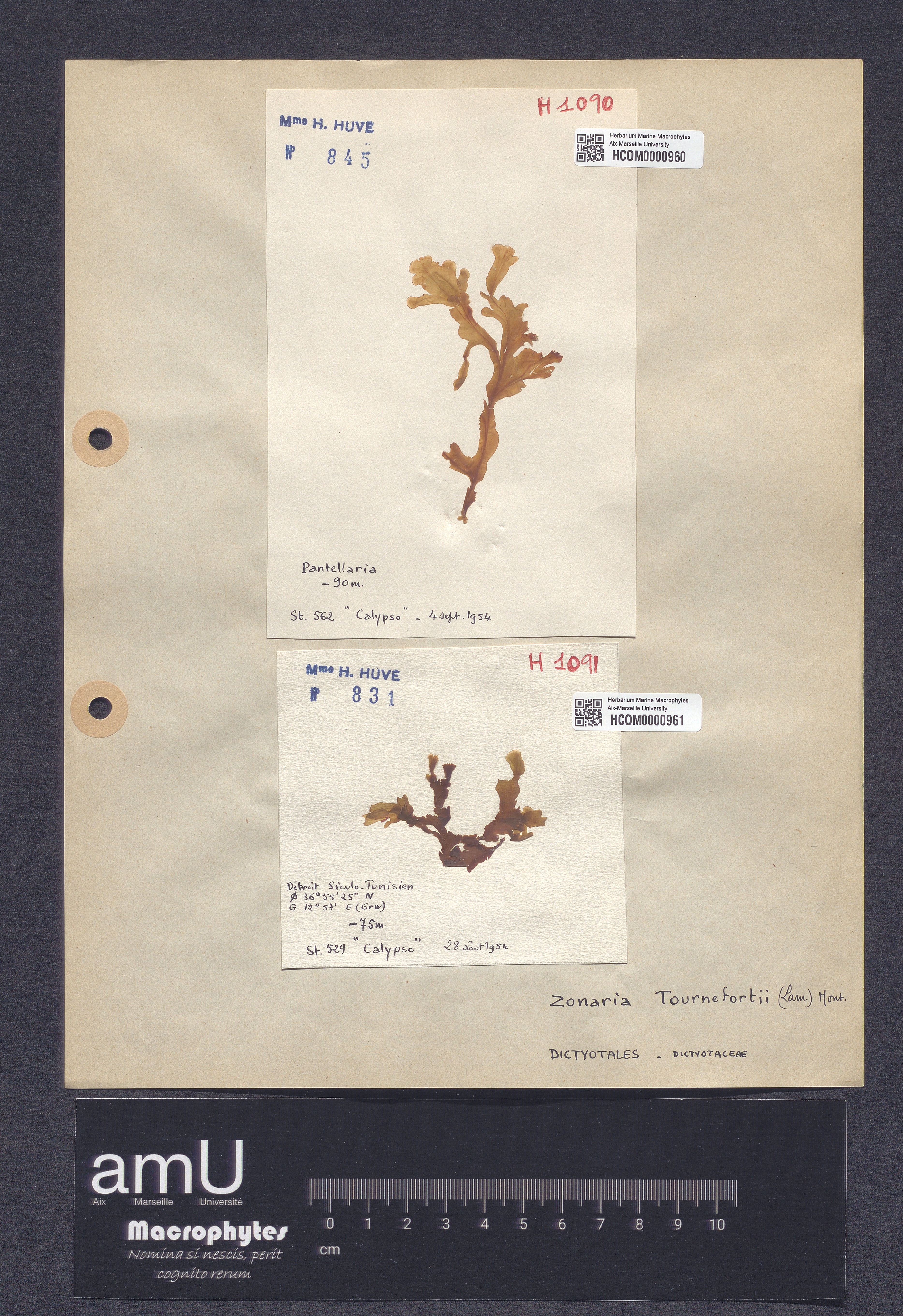 Zonaria tournefortii specimen