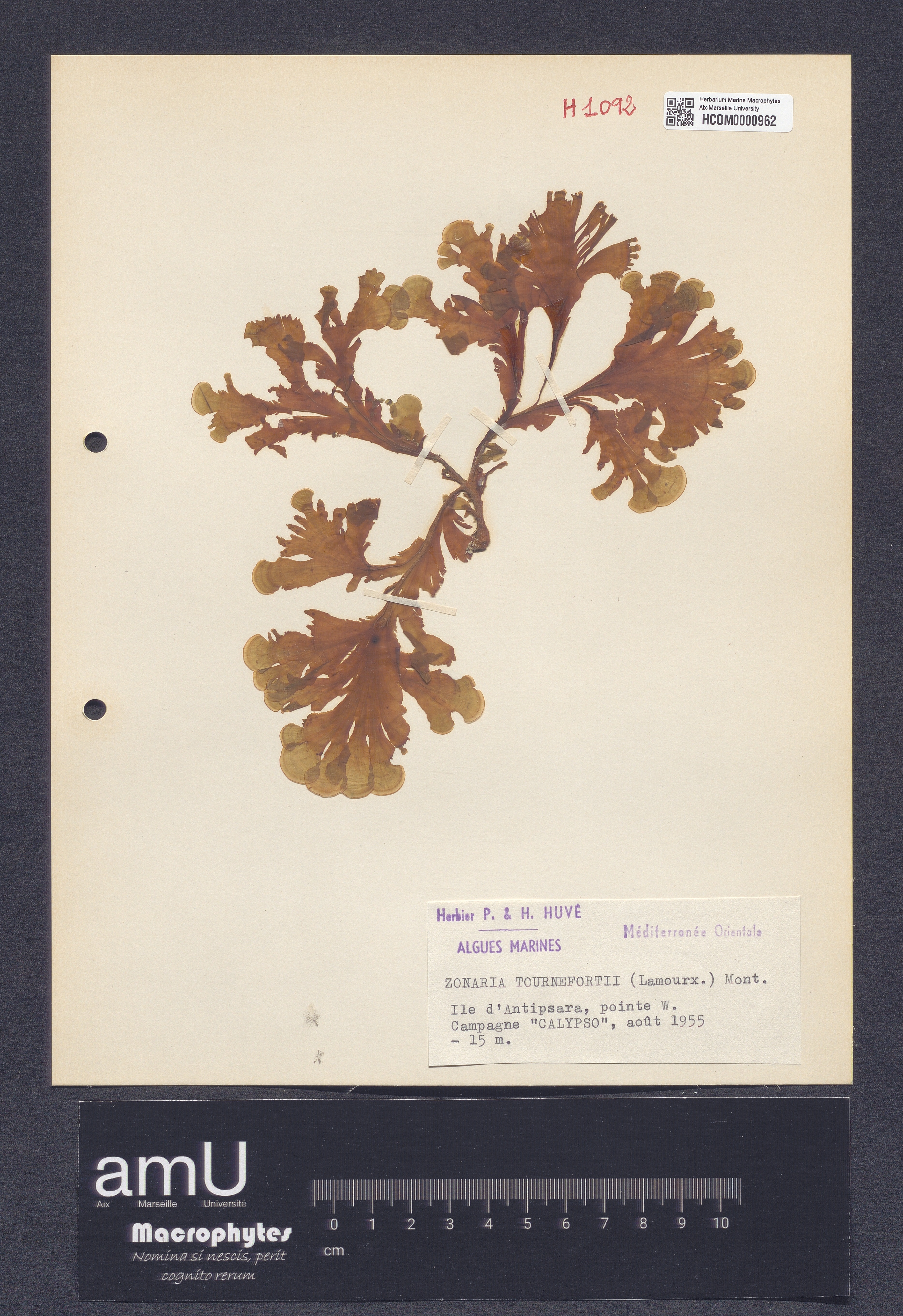 Zonaria tournefortii specimen