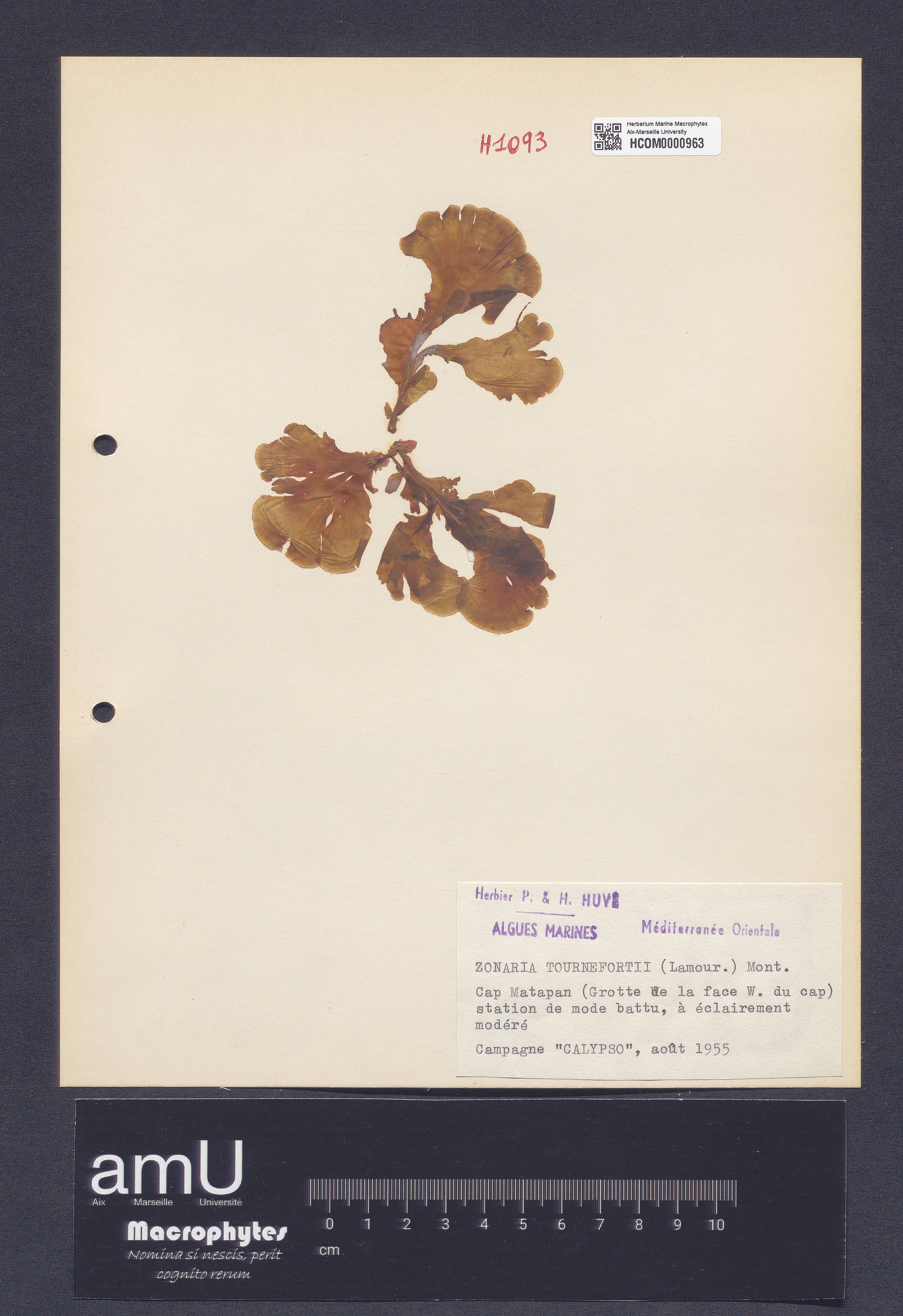 Zonaria tournefortii specimen