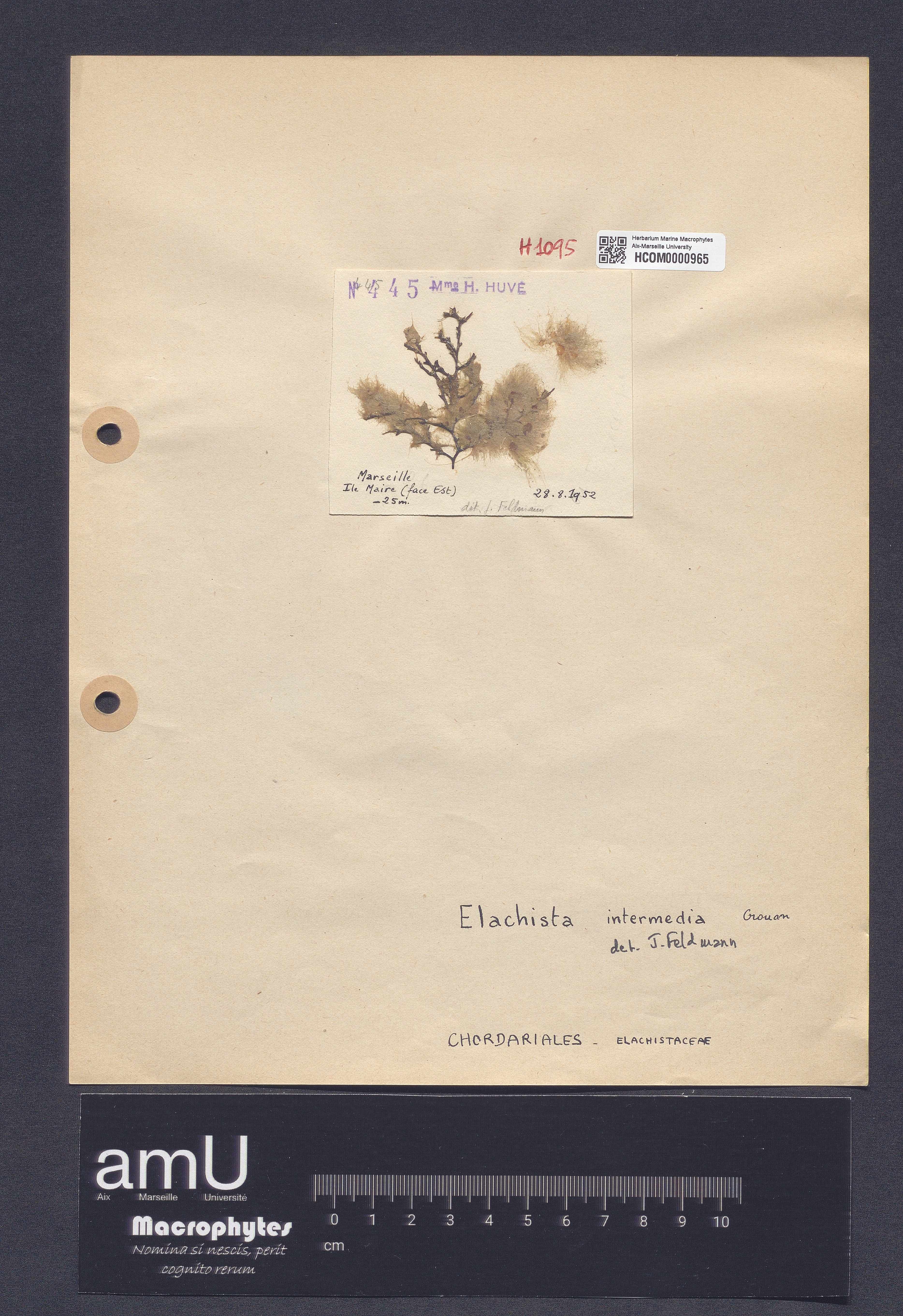Elachista intermedia specimen