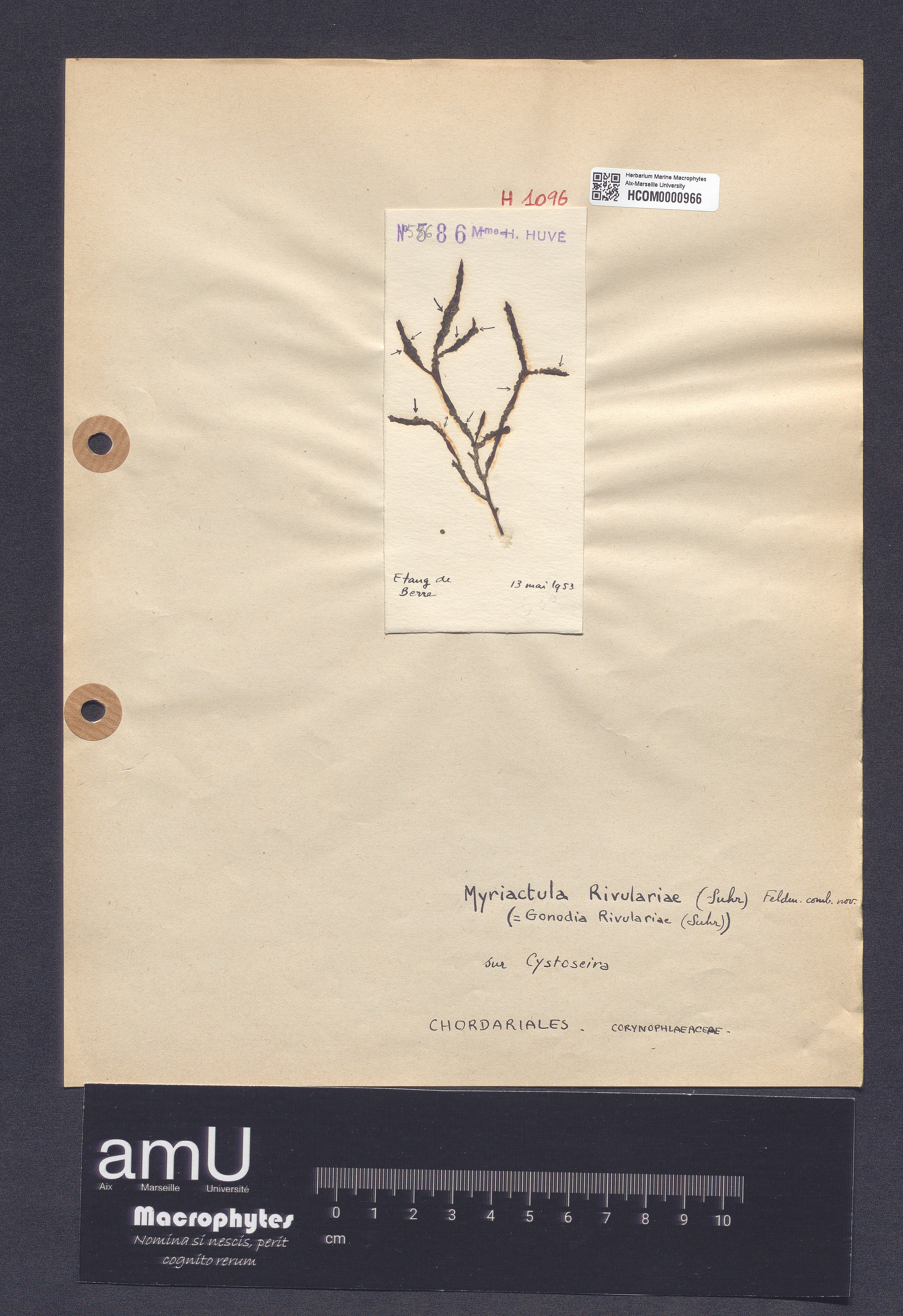 Myriactula rivulariae specimen