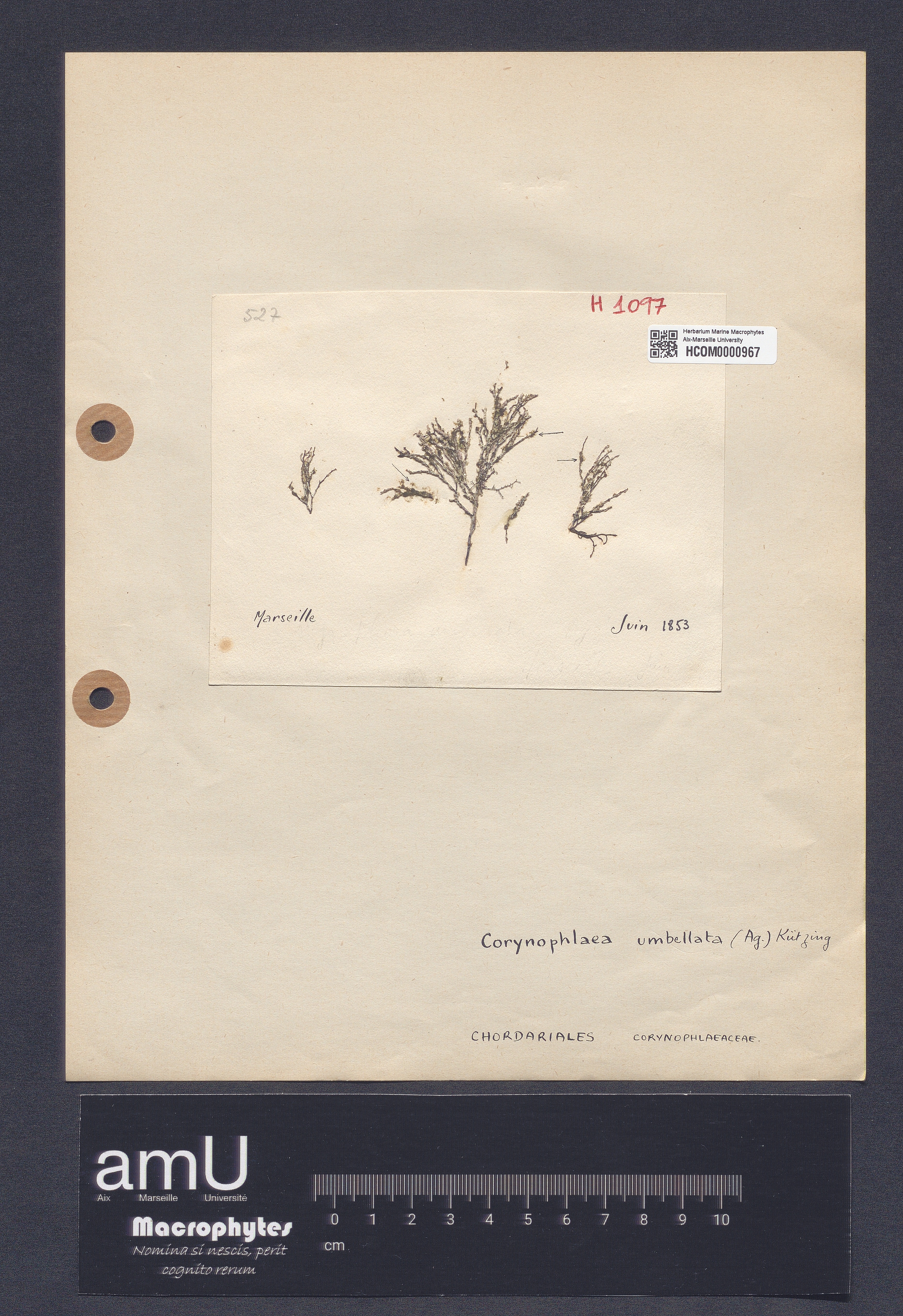 Corynophlaea umbellata specimen
