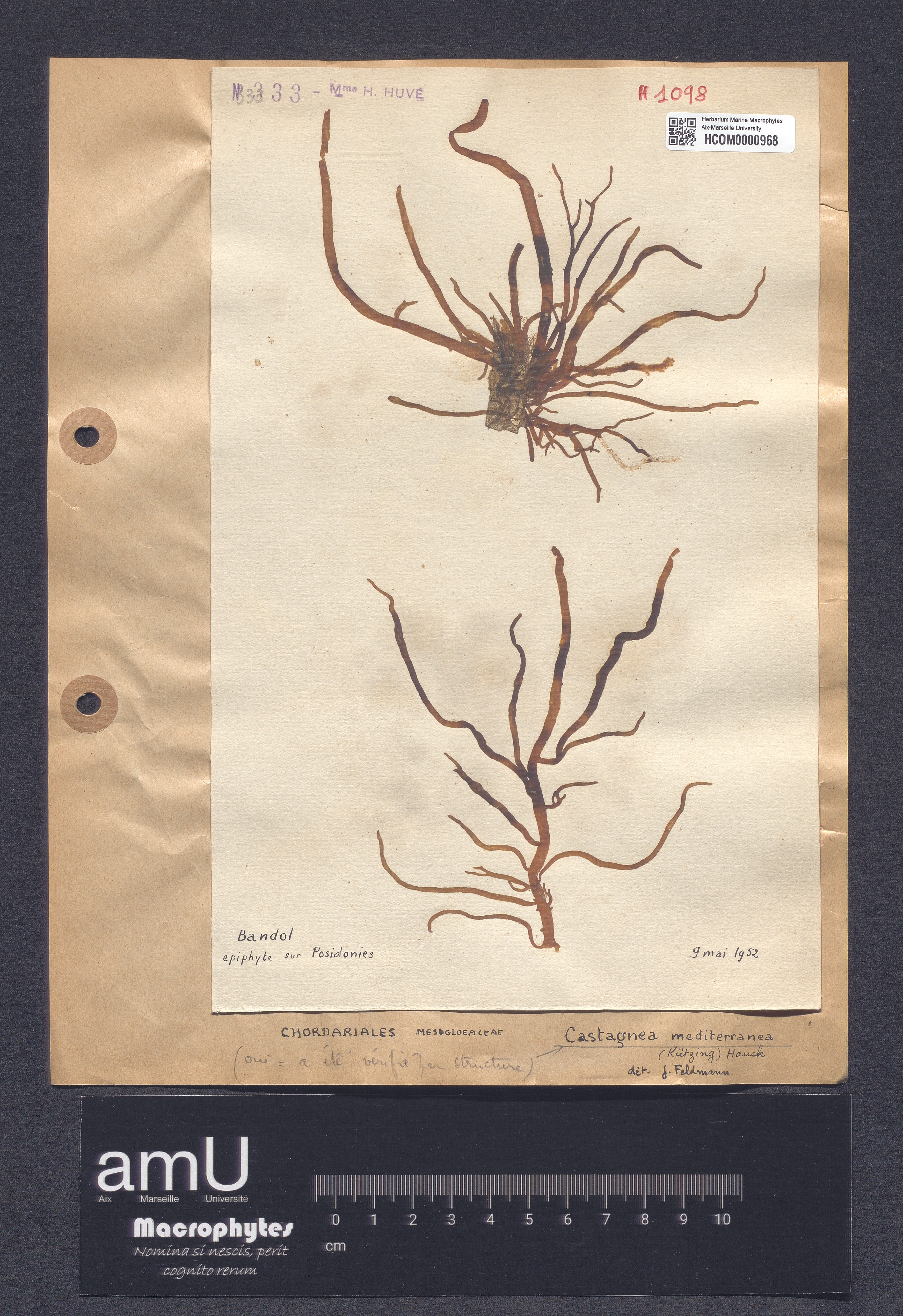 Castagnea mediterranea specimen