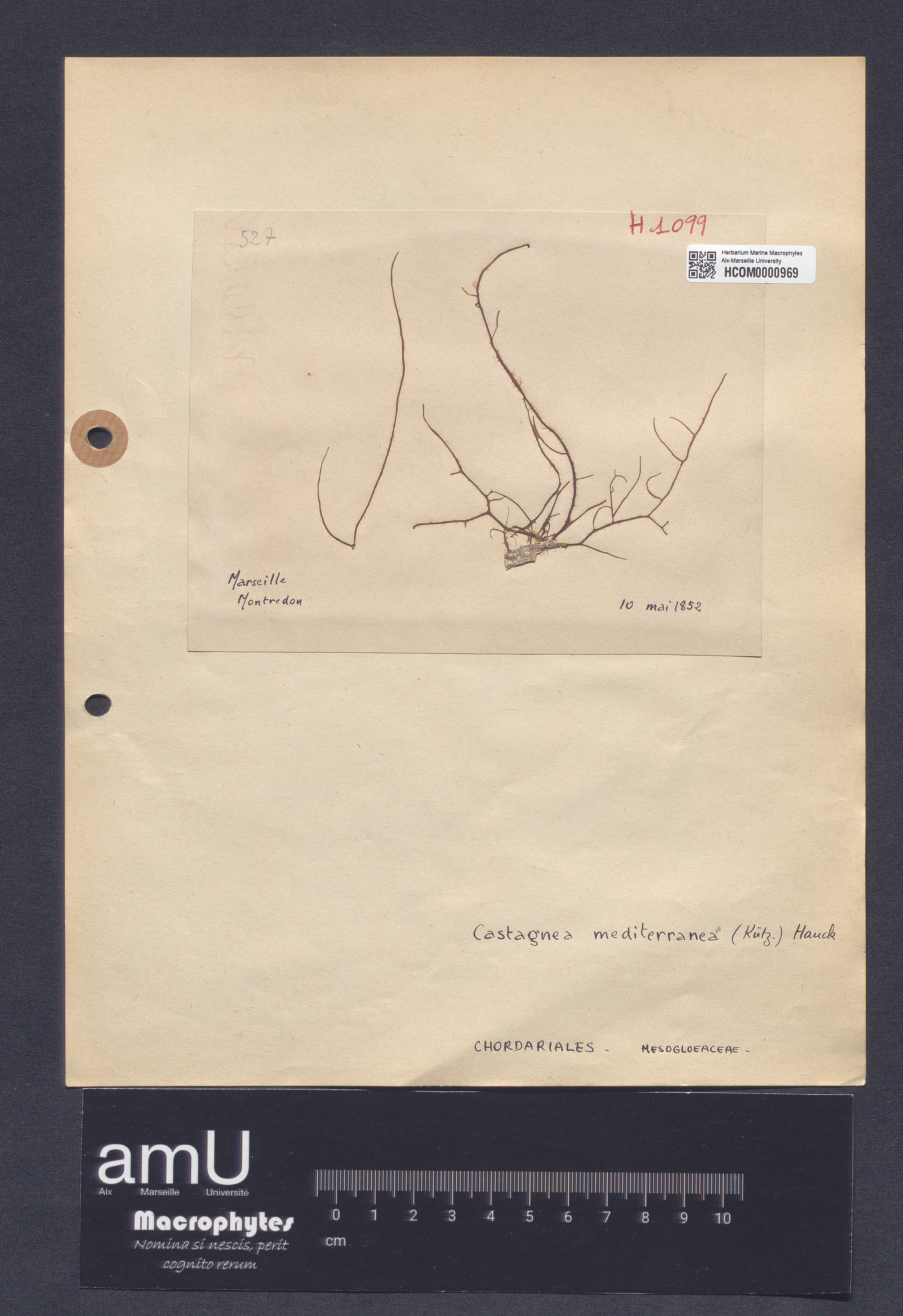 Castagnea mediterranea specimen