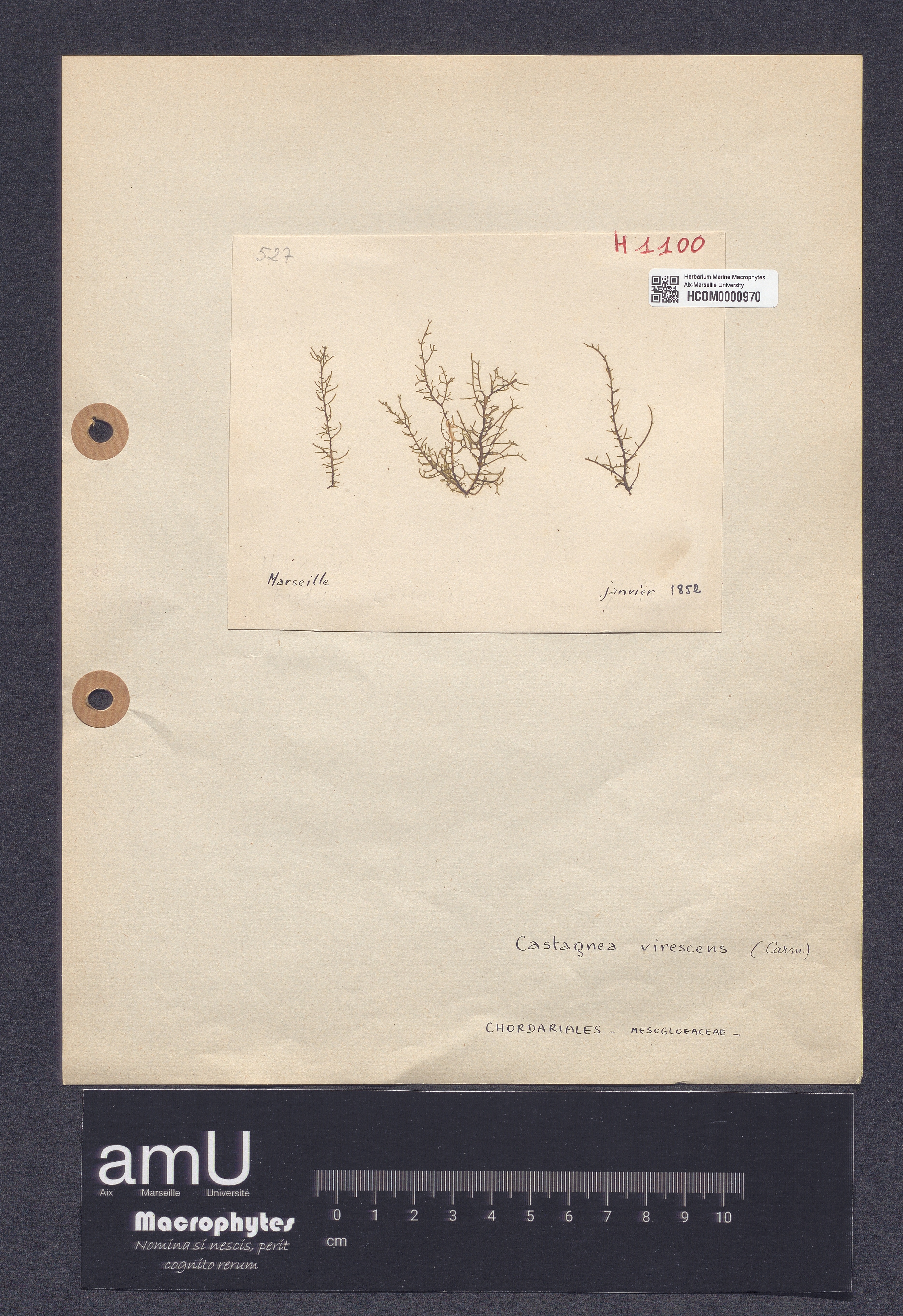 Castagnea virescens specimen