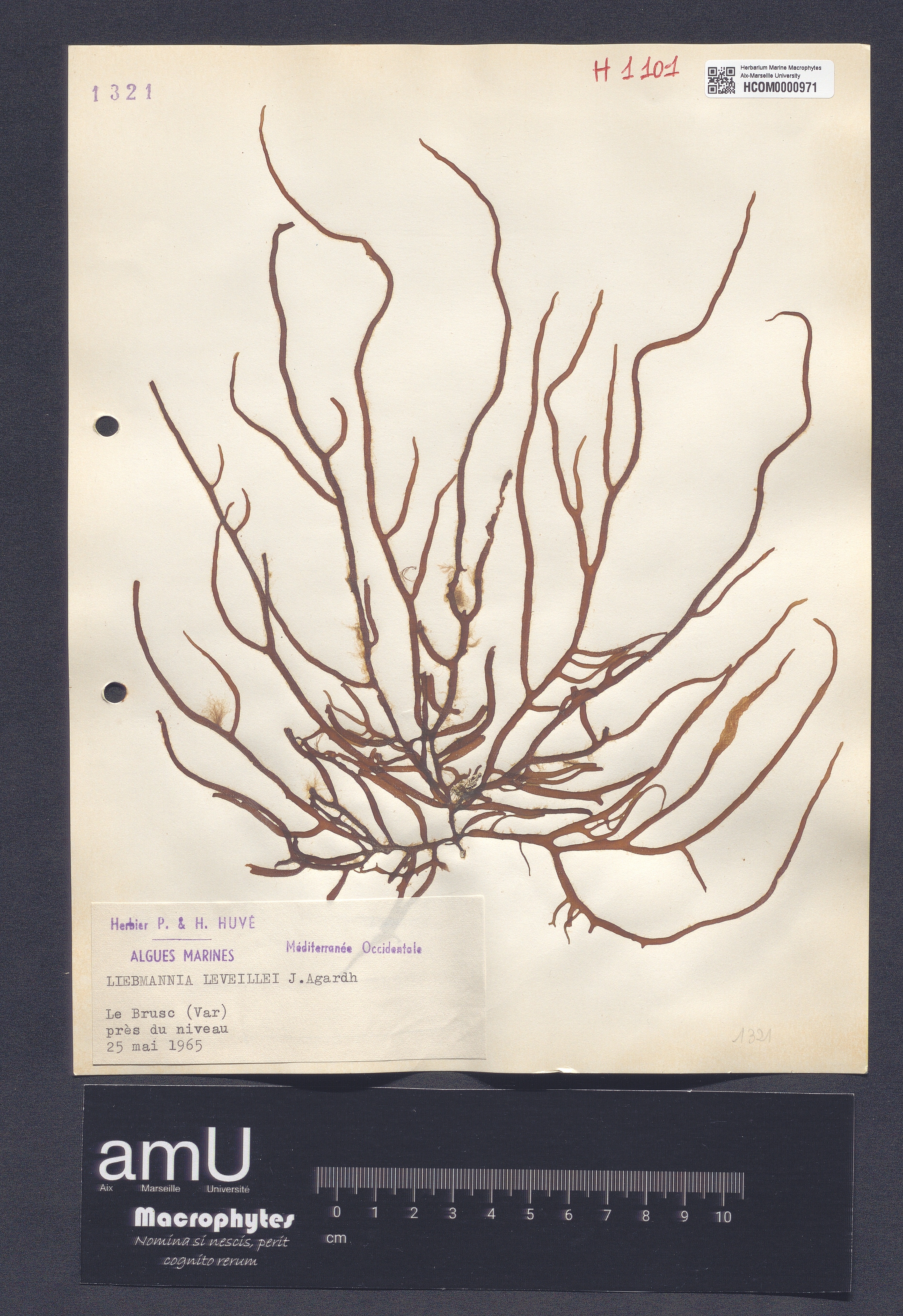 Liebmannia leveillei specimen