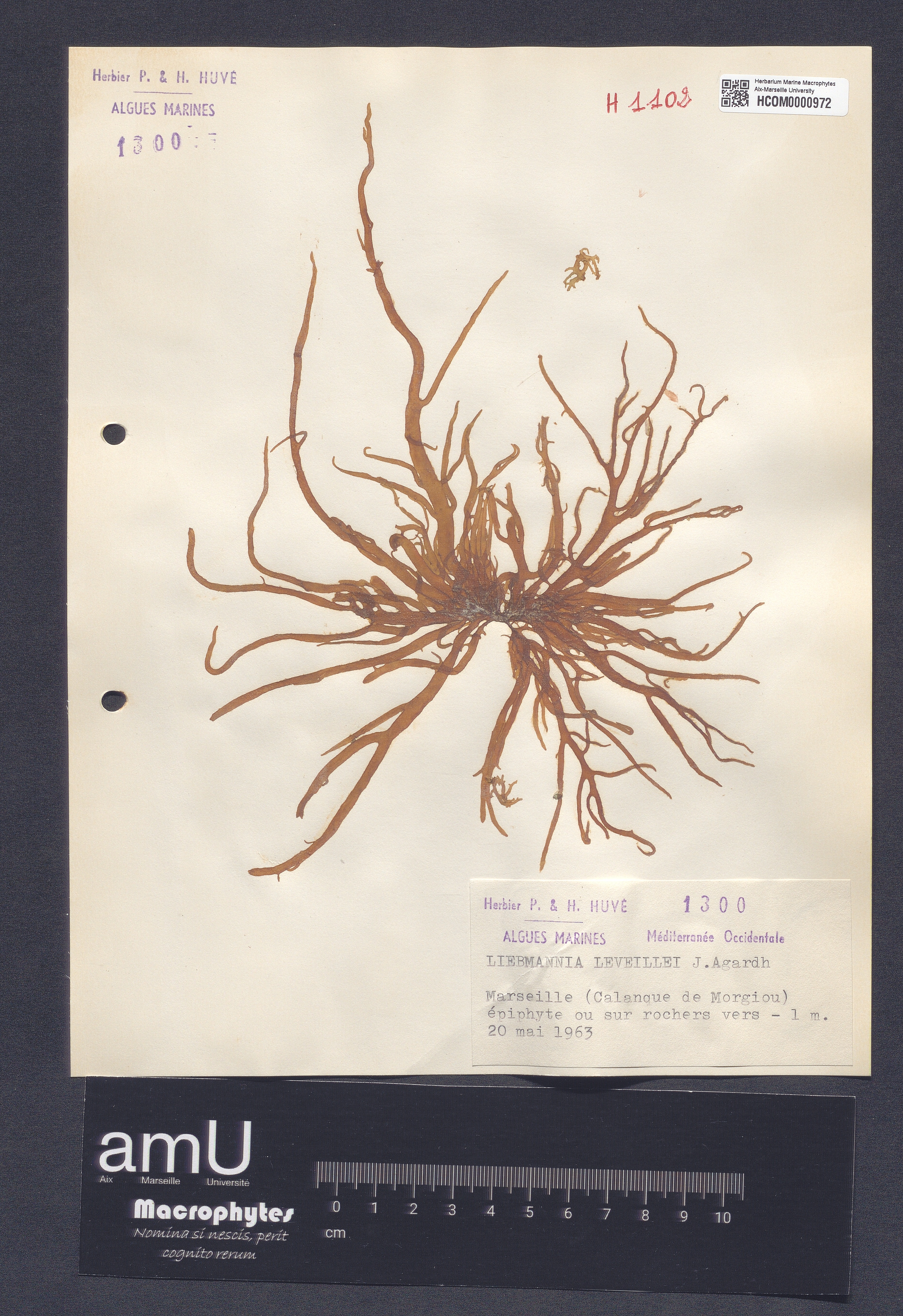 Liebmannia leveillei specimen