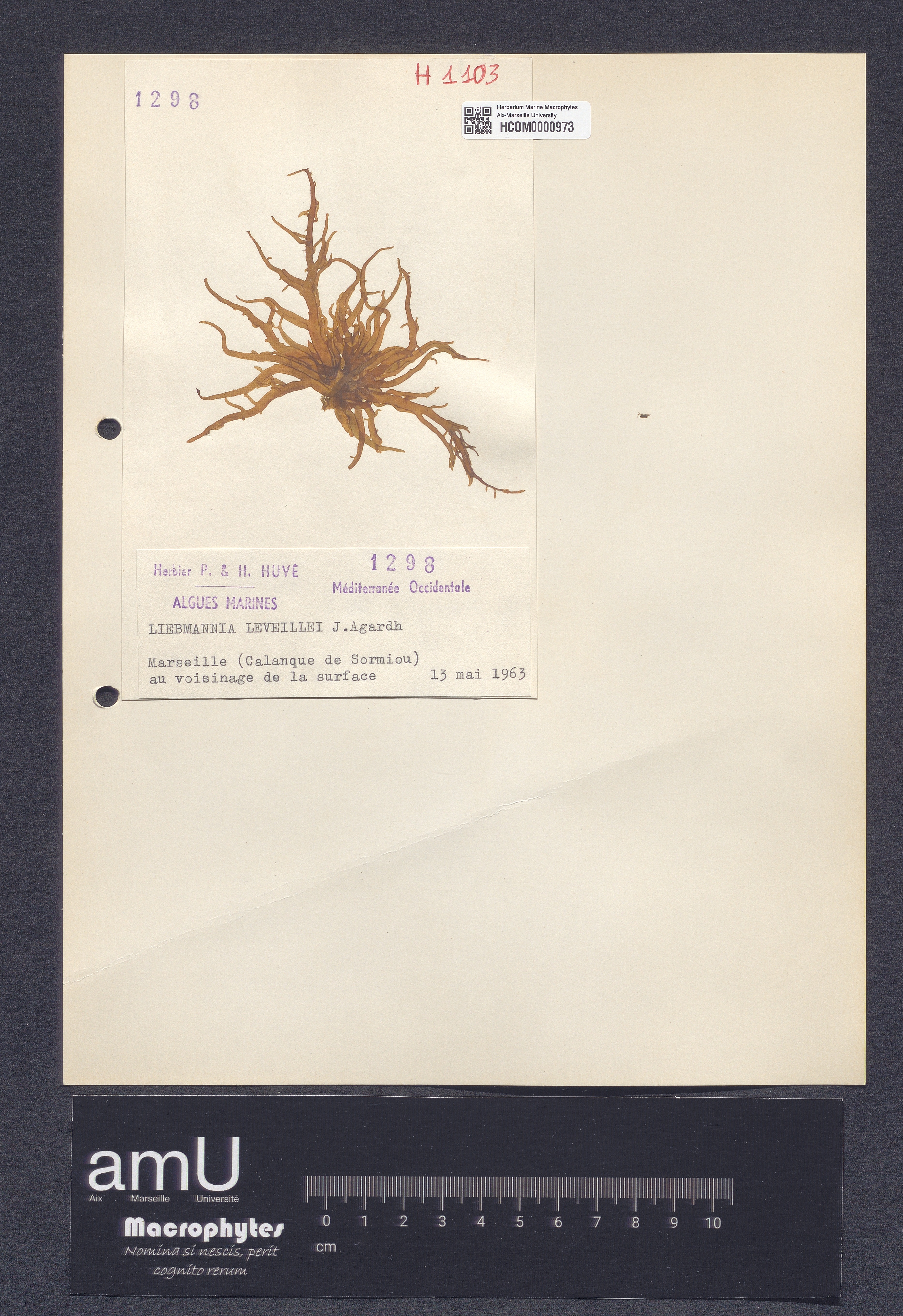 Liebmannia leveillei specimen