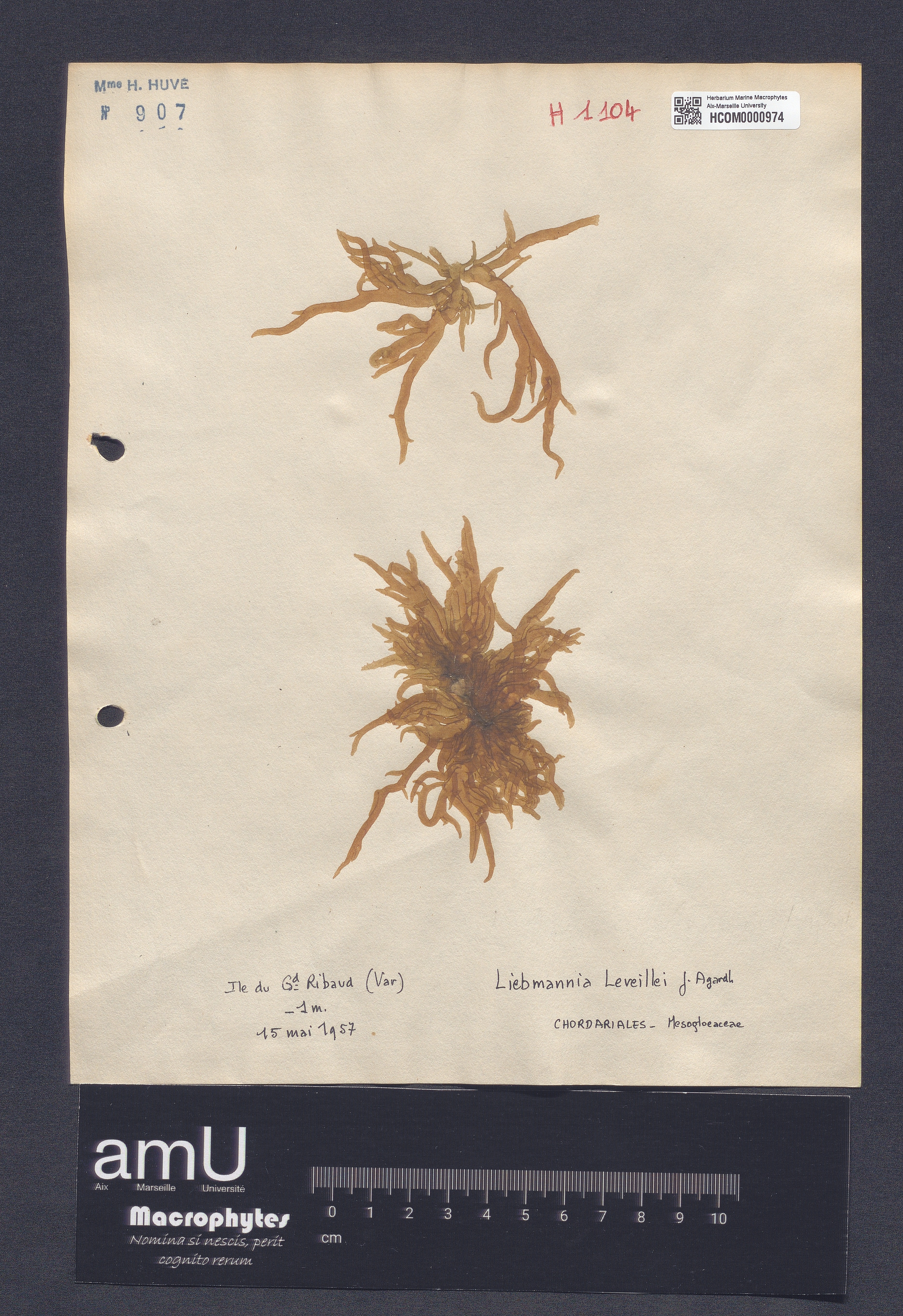 Liebmannia leveillei specimen