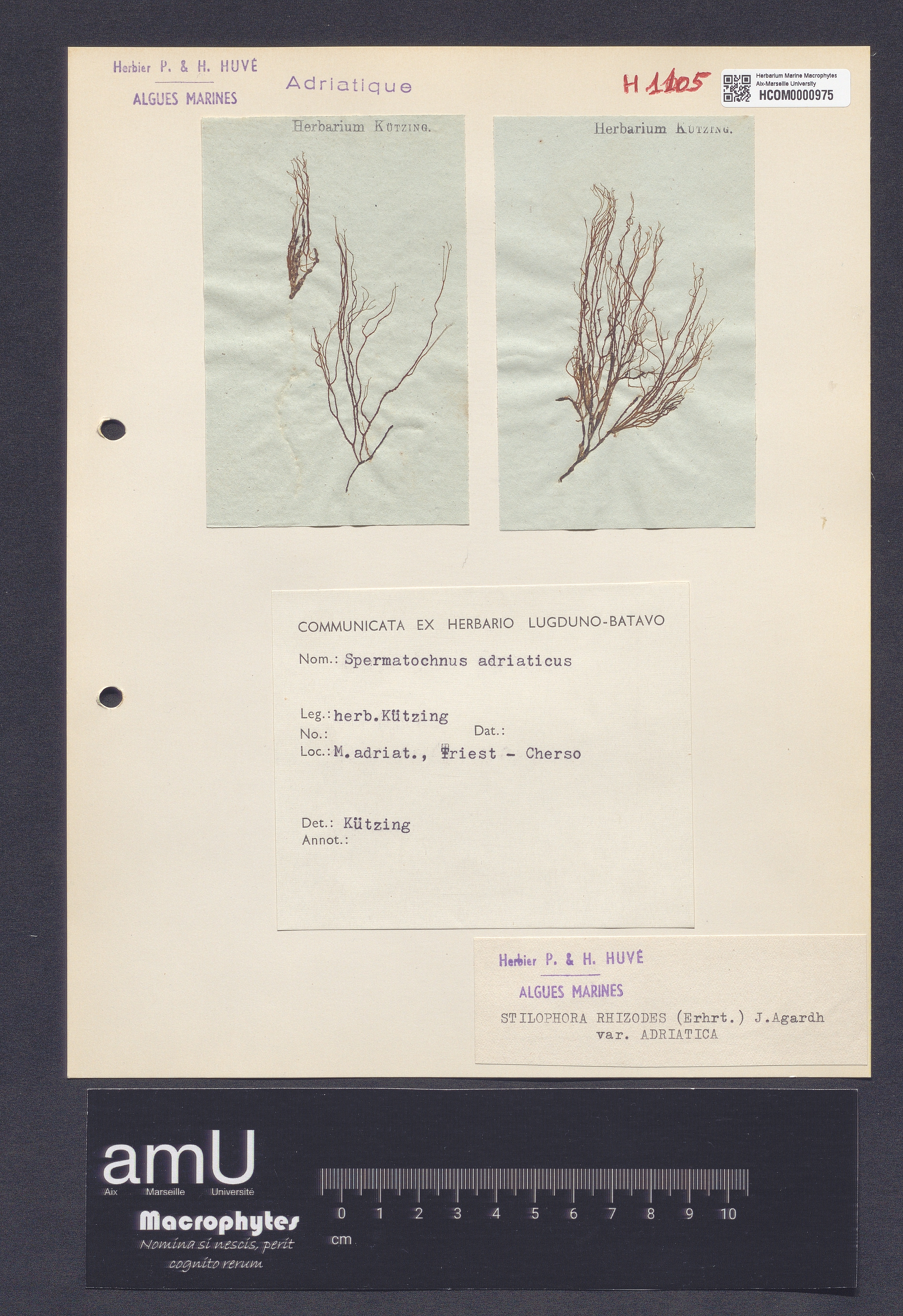 Stilophora rhizodes var. adriatica specimen