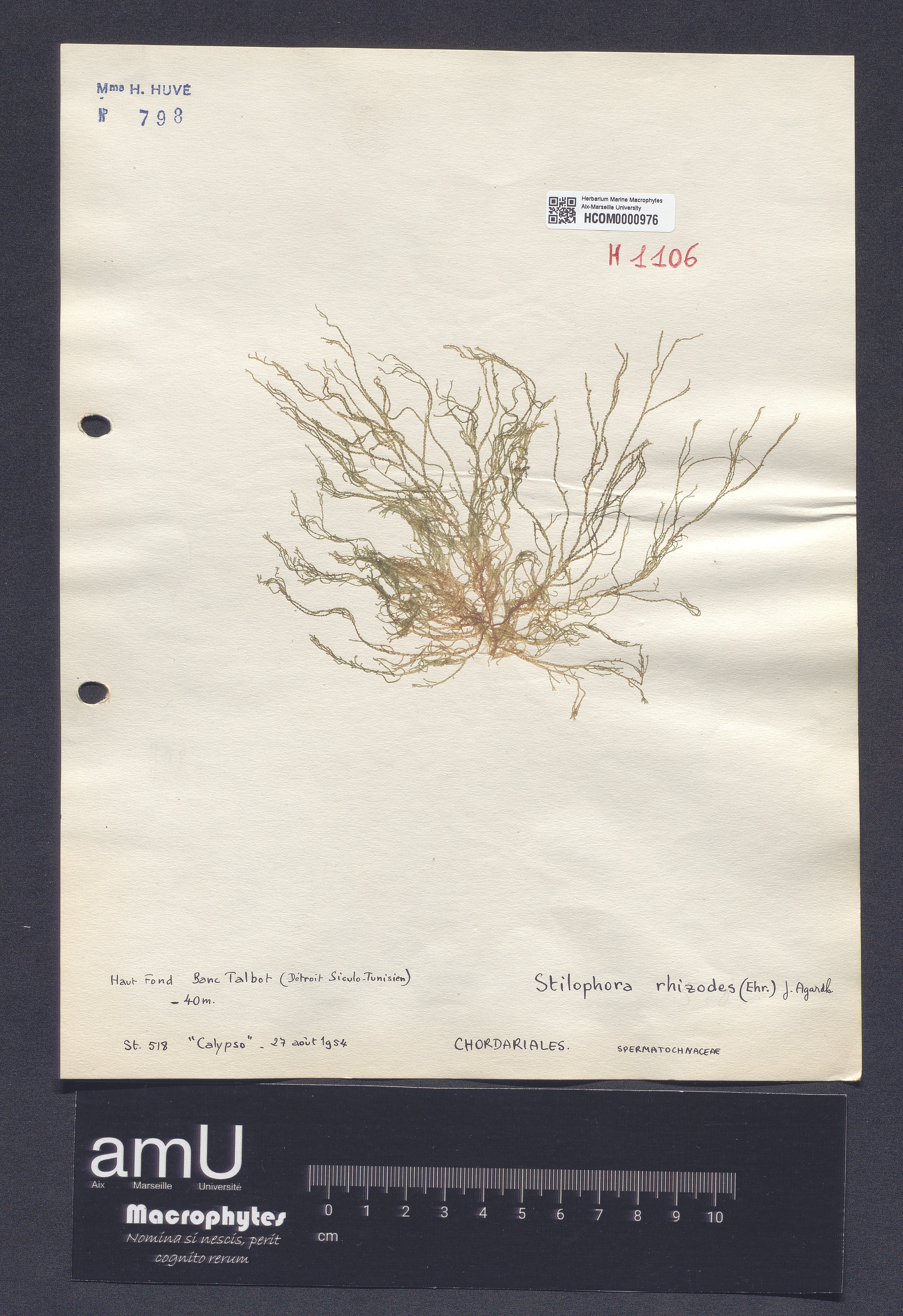 Stilophora rhizodes specimen