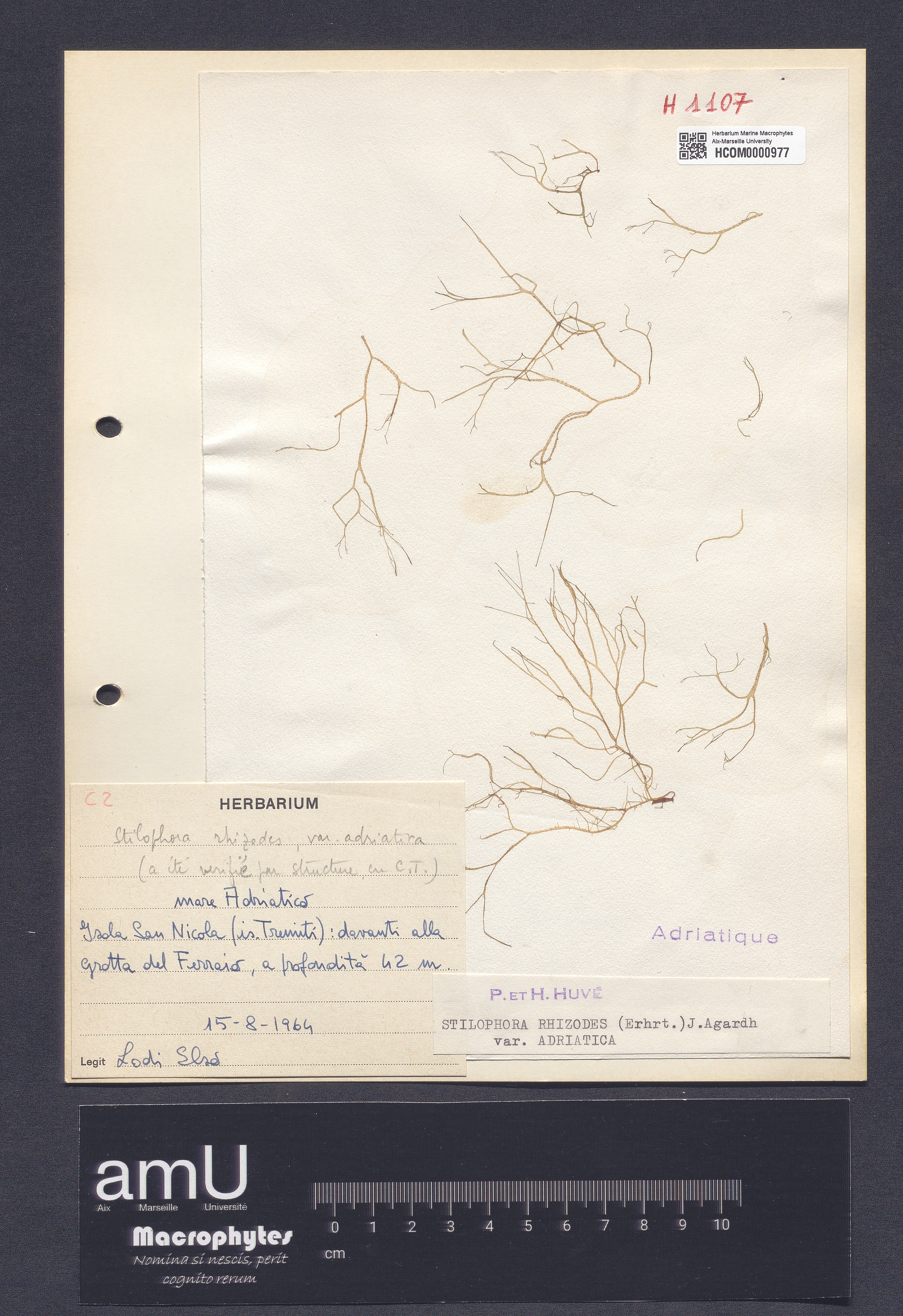 Stilophora rhizodes var. adriatica specimen