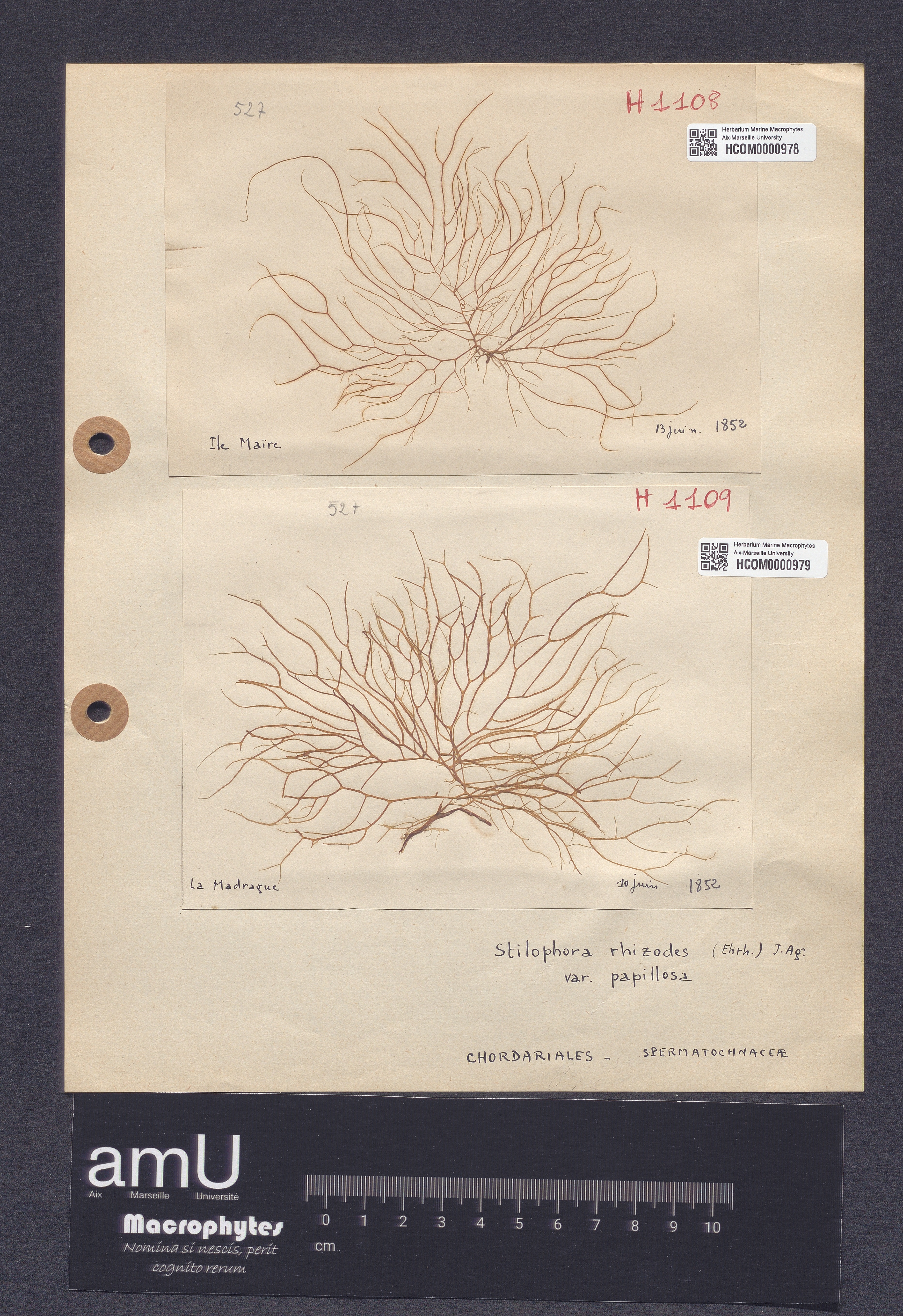 Stilophora rhizodes var. papillosa specimen
