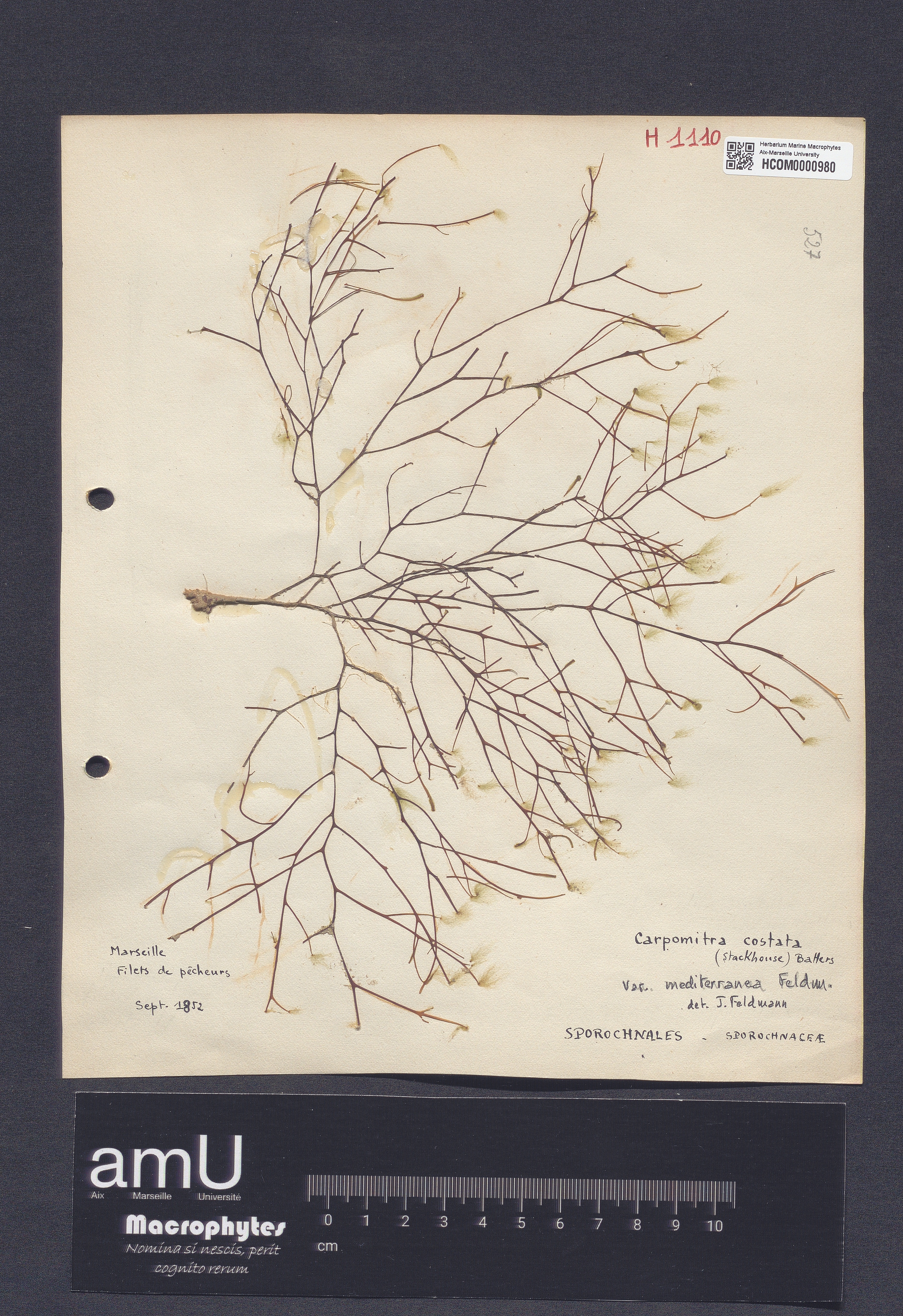 Carpomitra costata var. mediterranea Feldmann specimen
