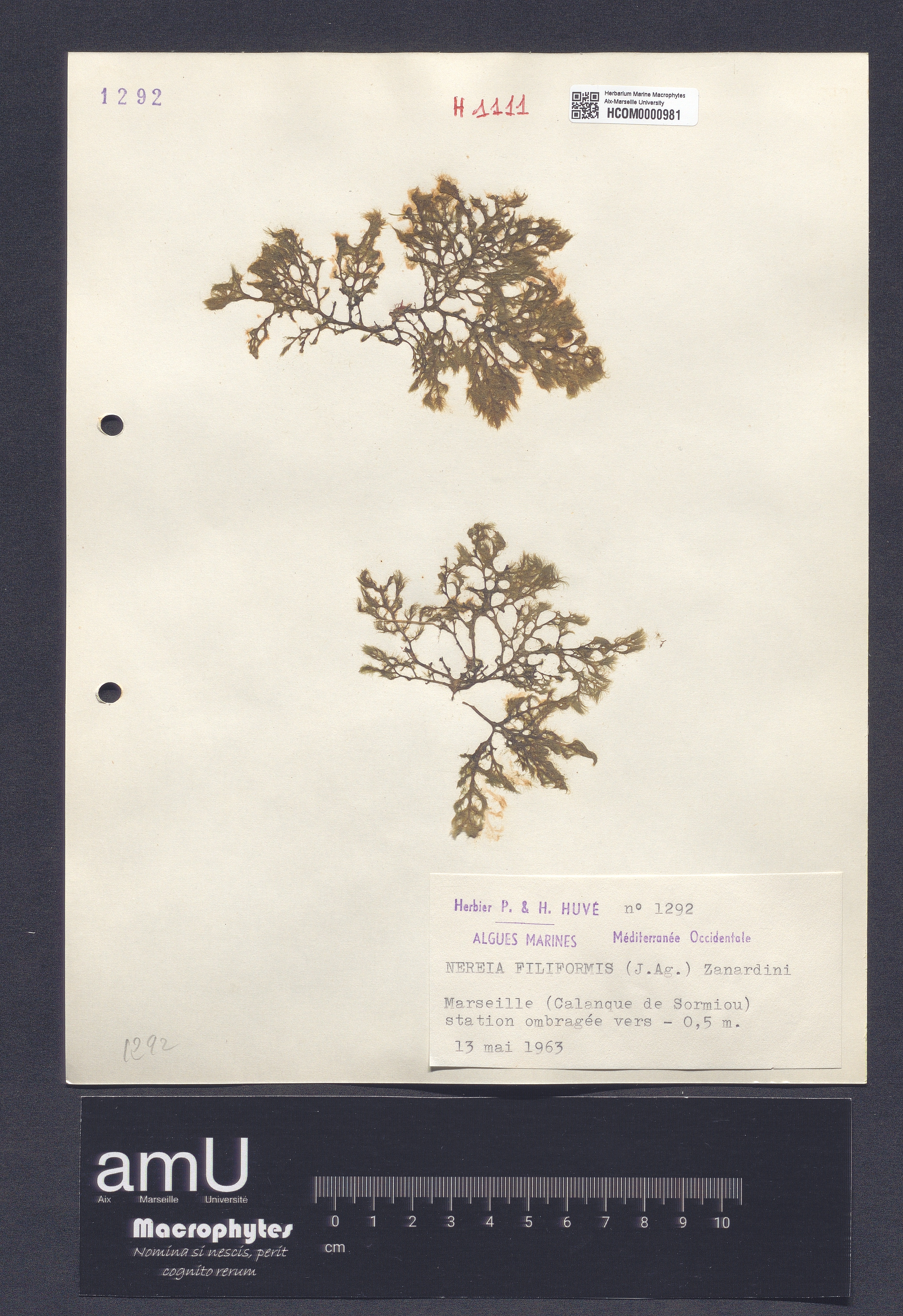 Nereia filiformis specimen