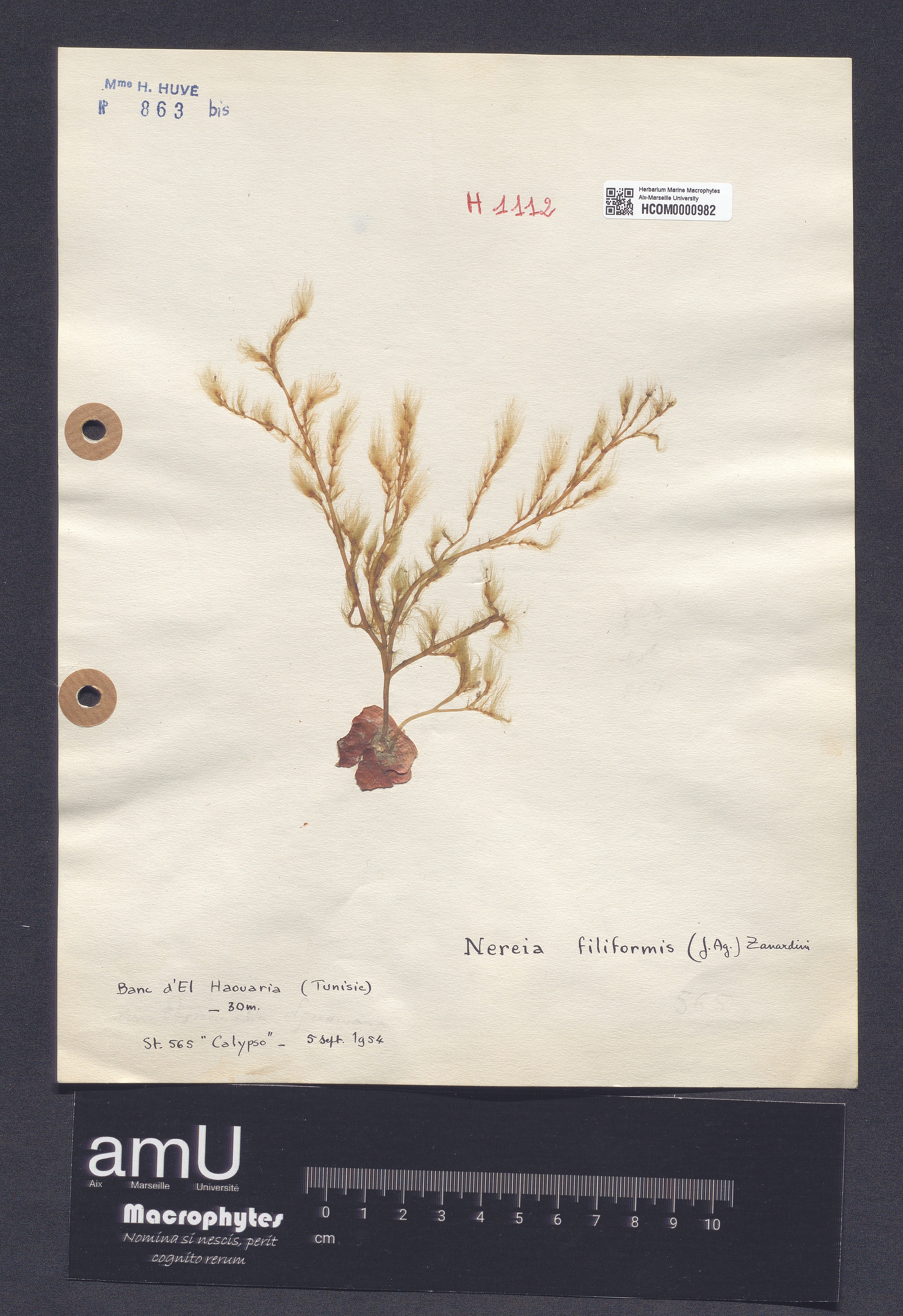 Nereia filiformis specimen
