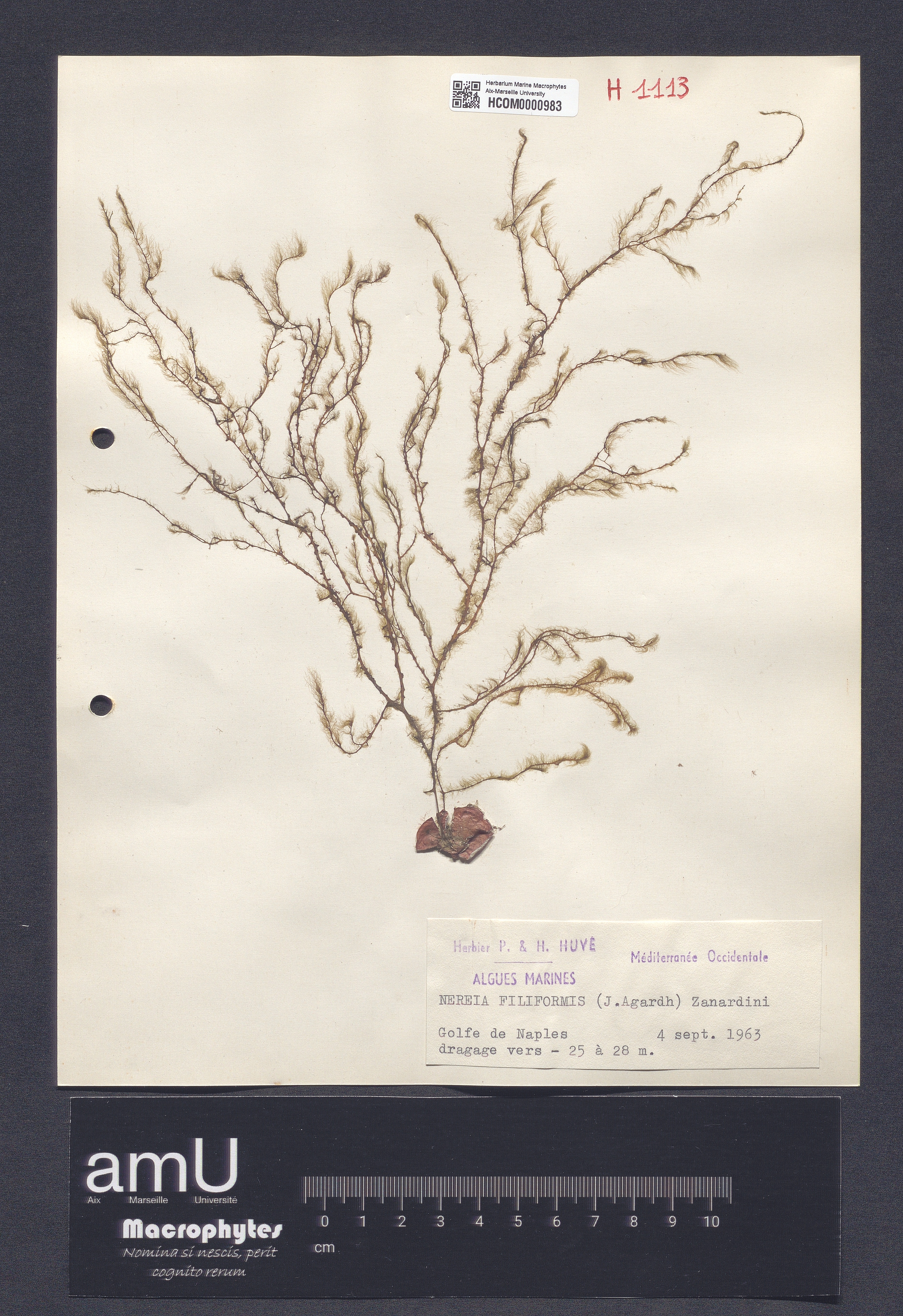 Nereia filiformis specimen