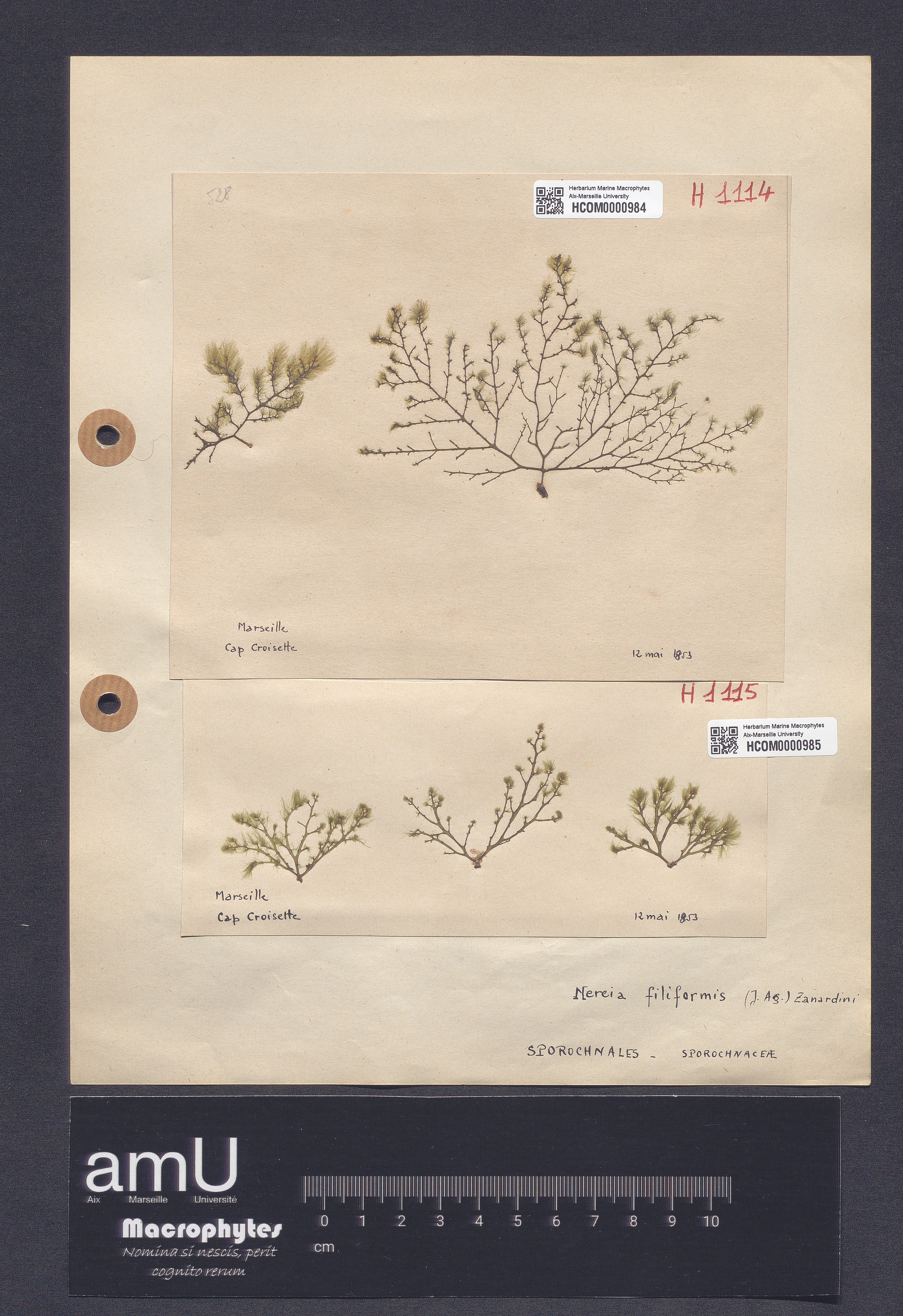 Nereia filiformis specimen