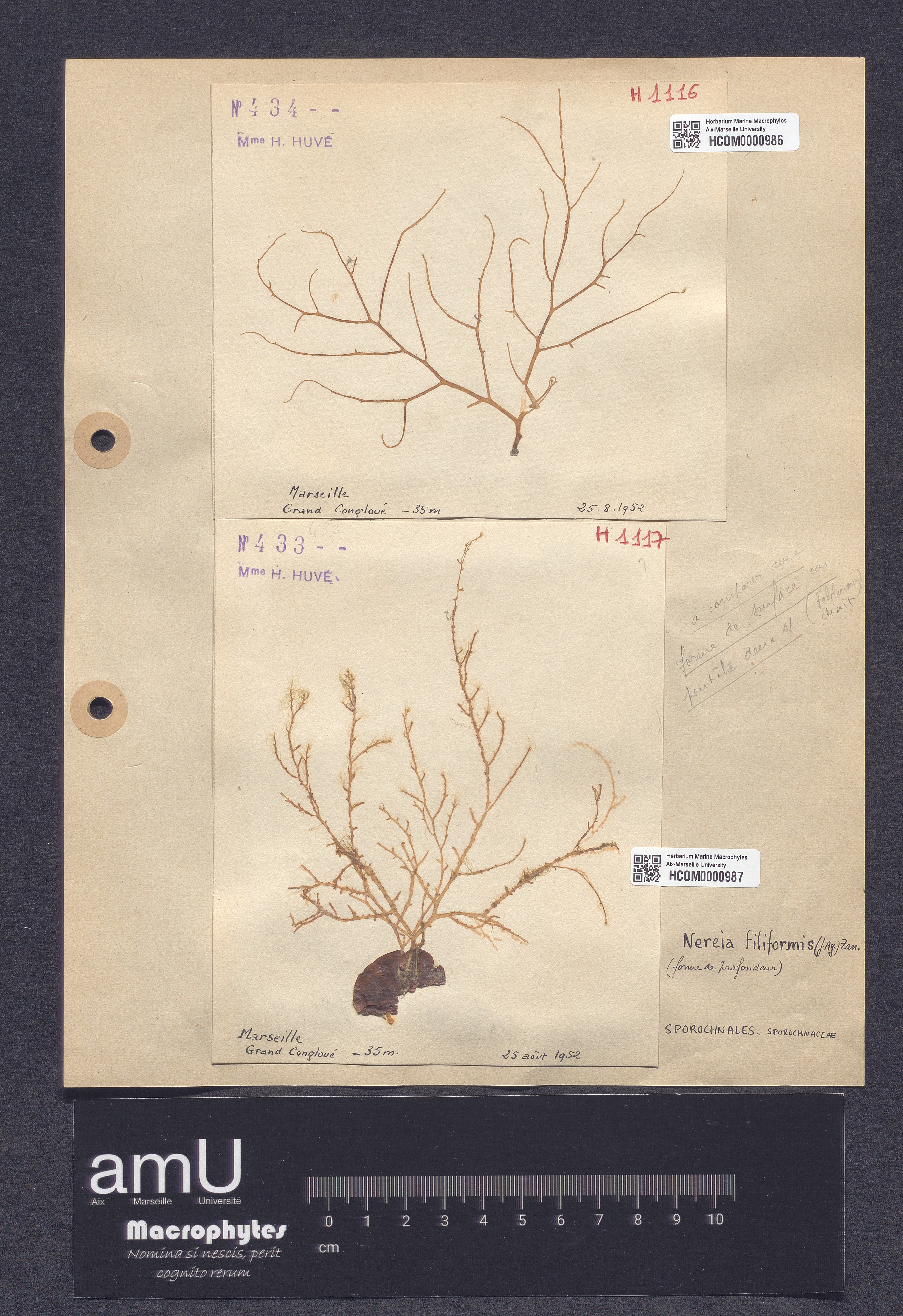 Nereia filiformis specimen