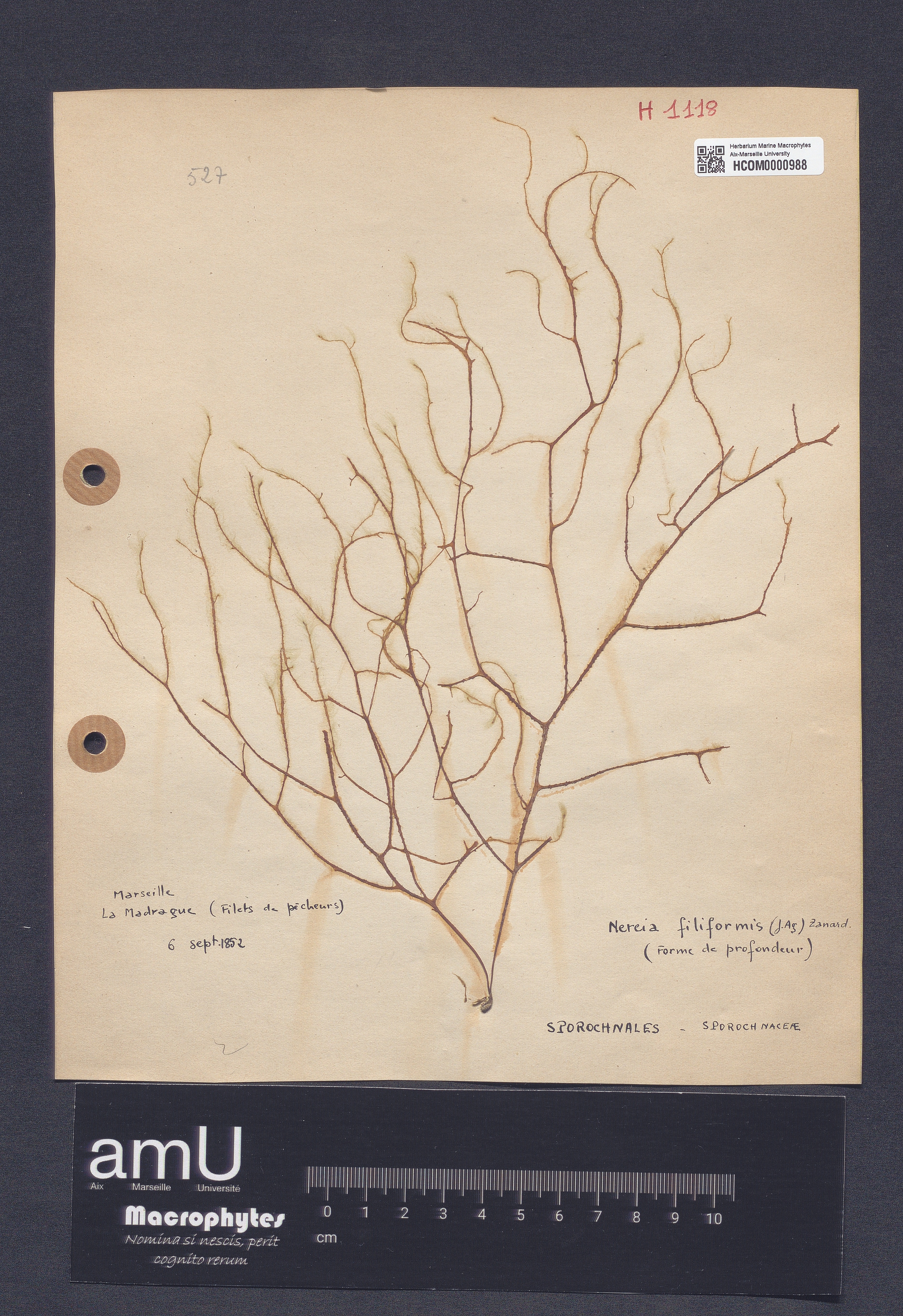 Nereia filiformis specimen