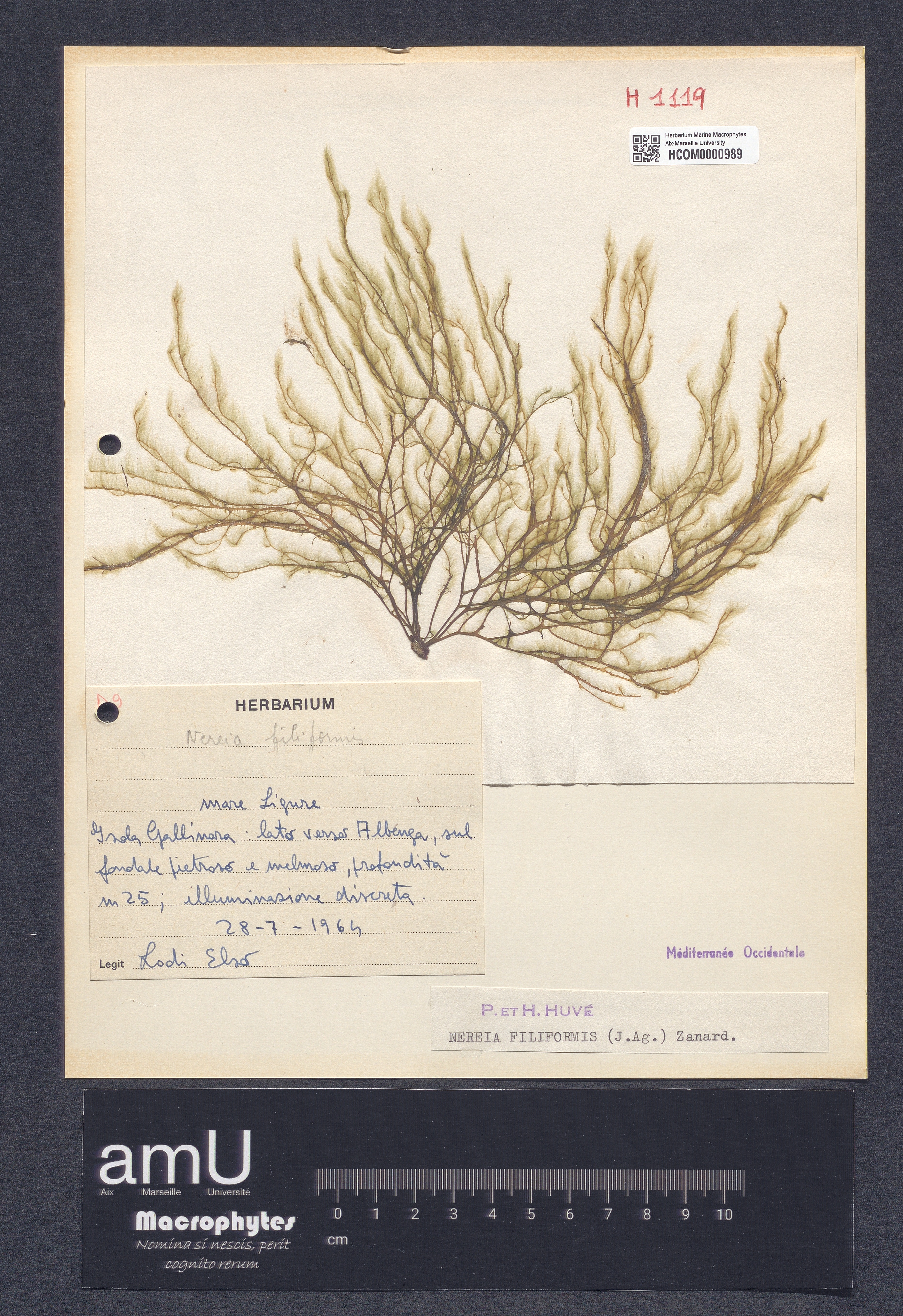 Nereia filiformis specimen