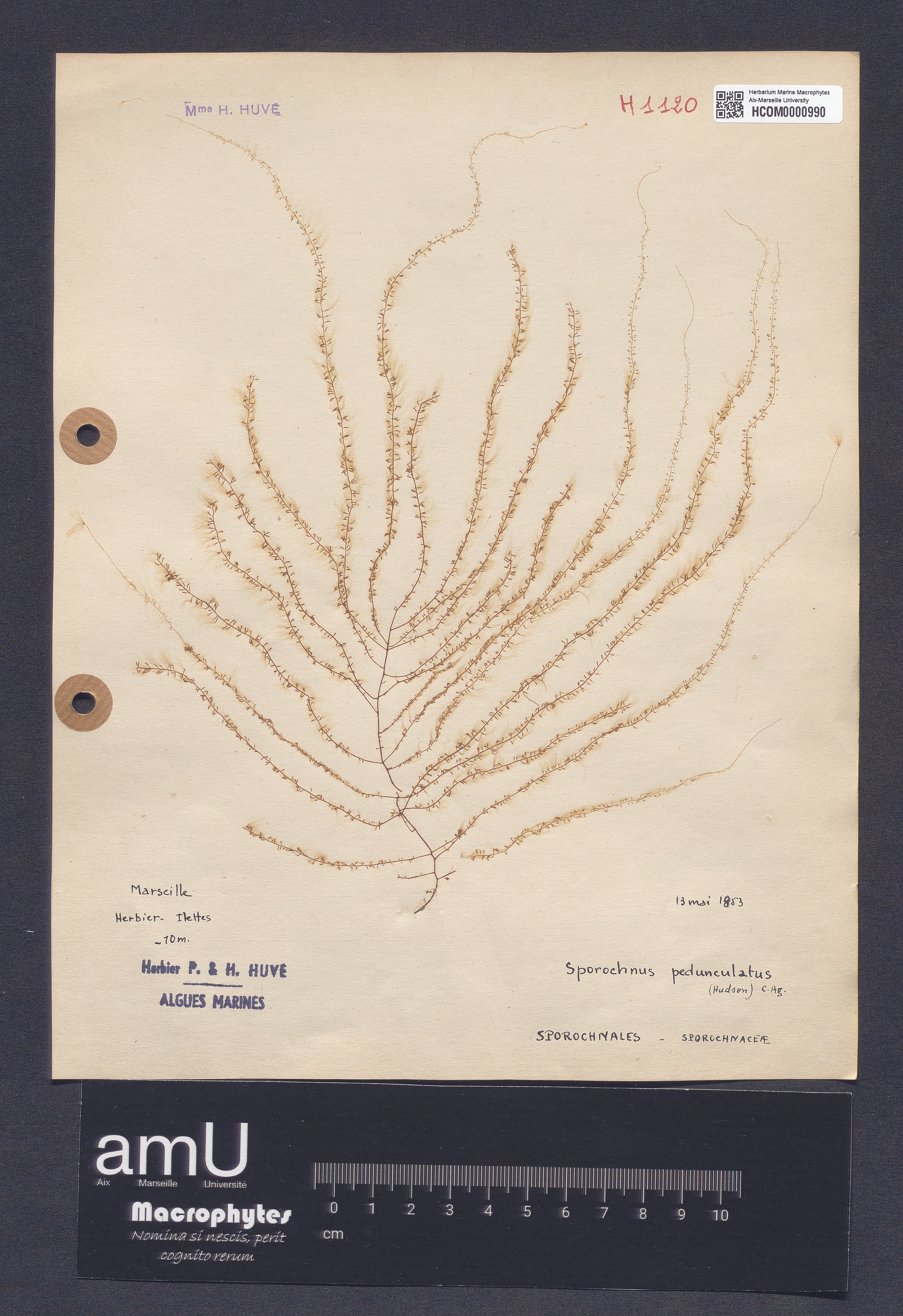 Sporochnus pedunculatus specimen
