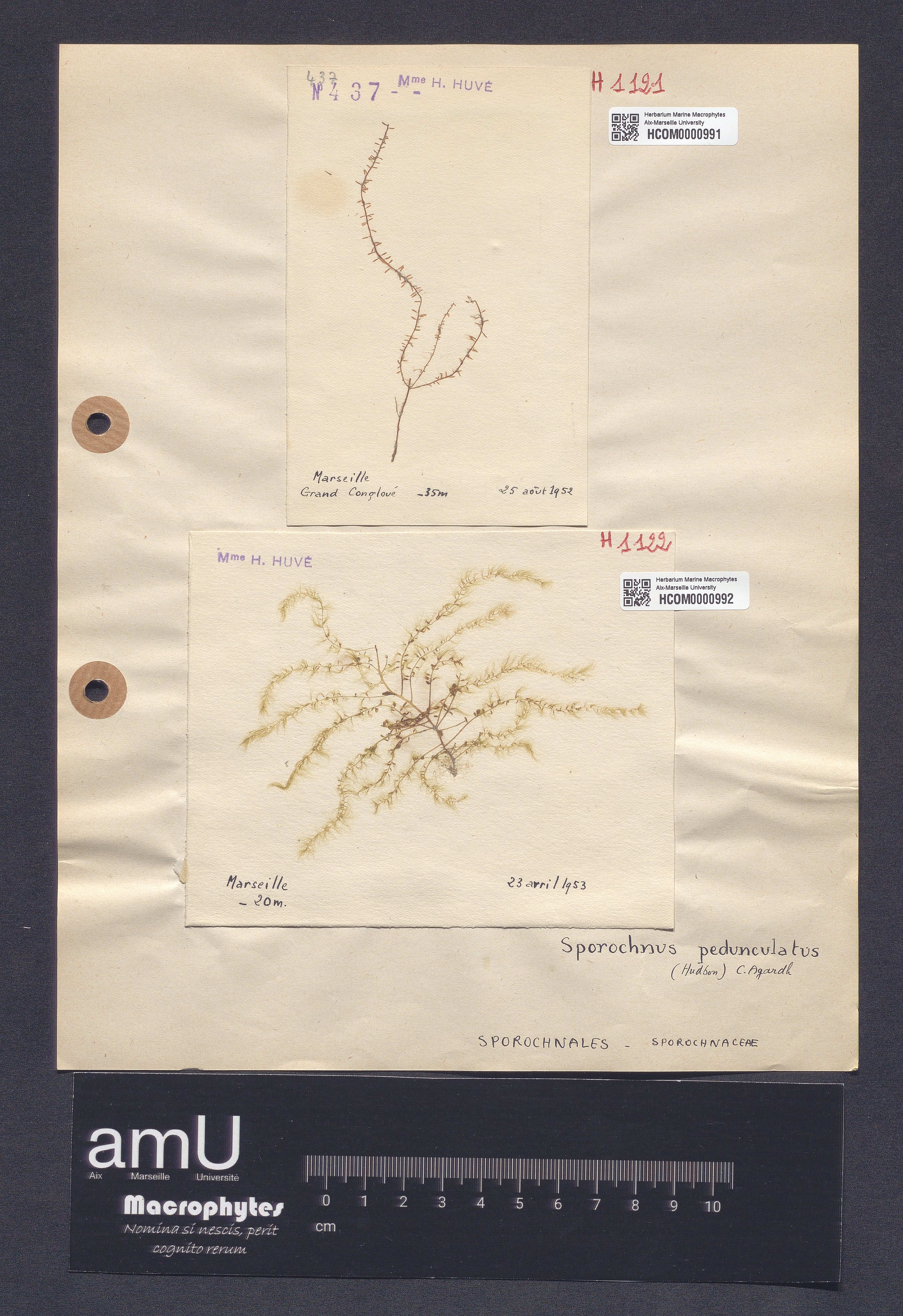 Sporochnus pedunculatus specimen