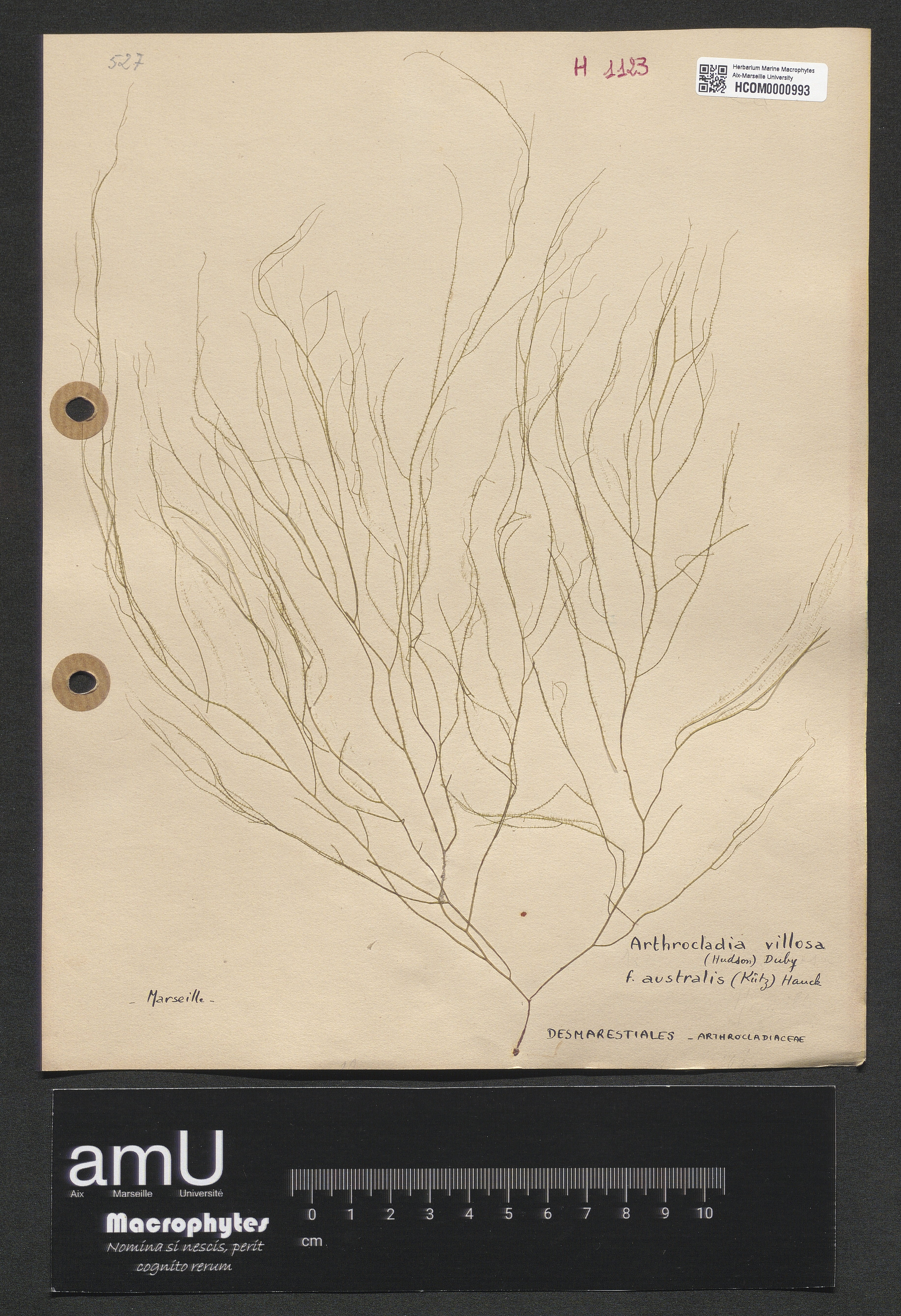 Arthrocladia villosa f. australis (Kützing) Hauck specimen