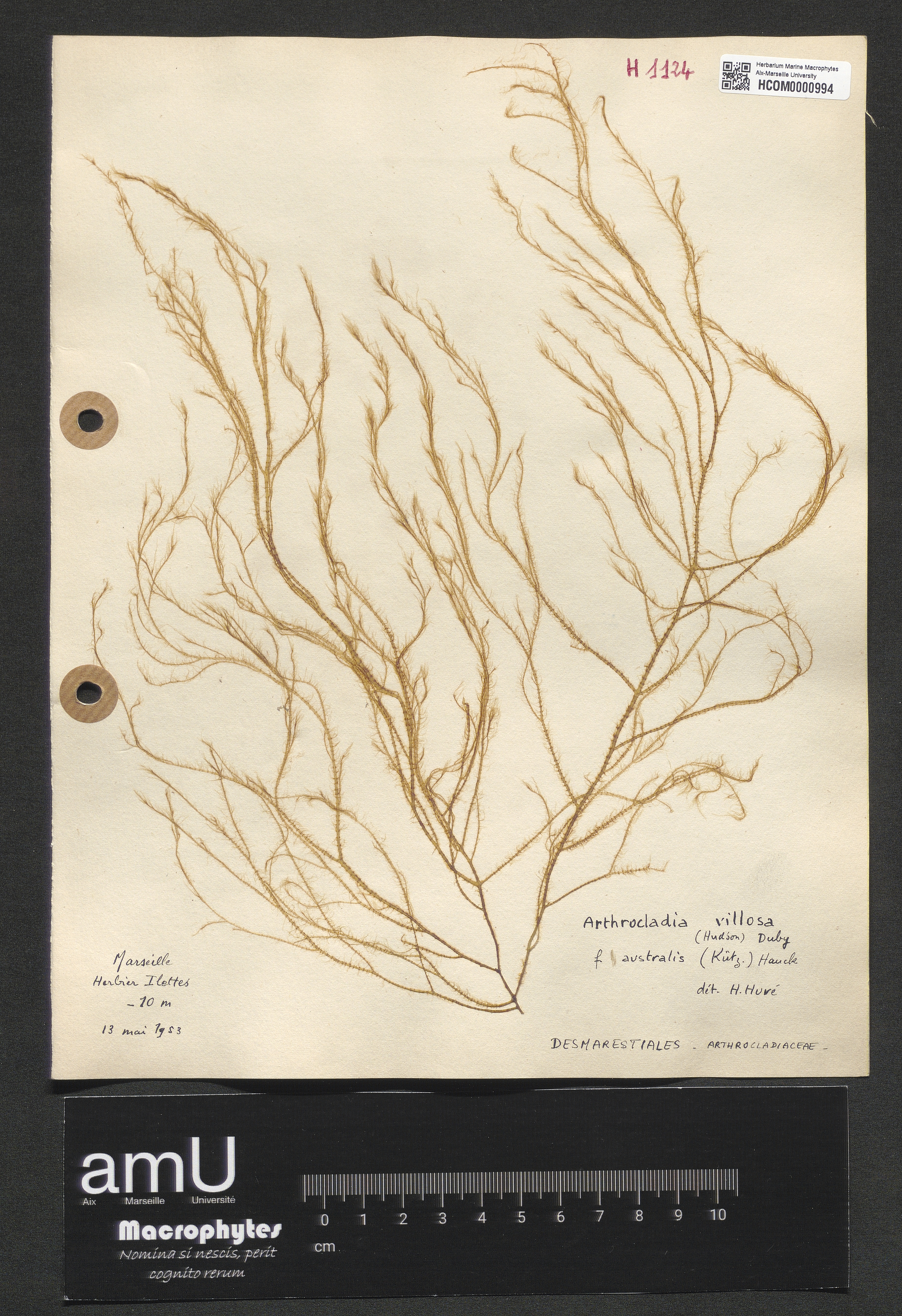 Arthrocladia villosa f. australis (Kützing) Hauck specimen