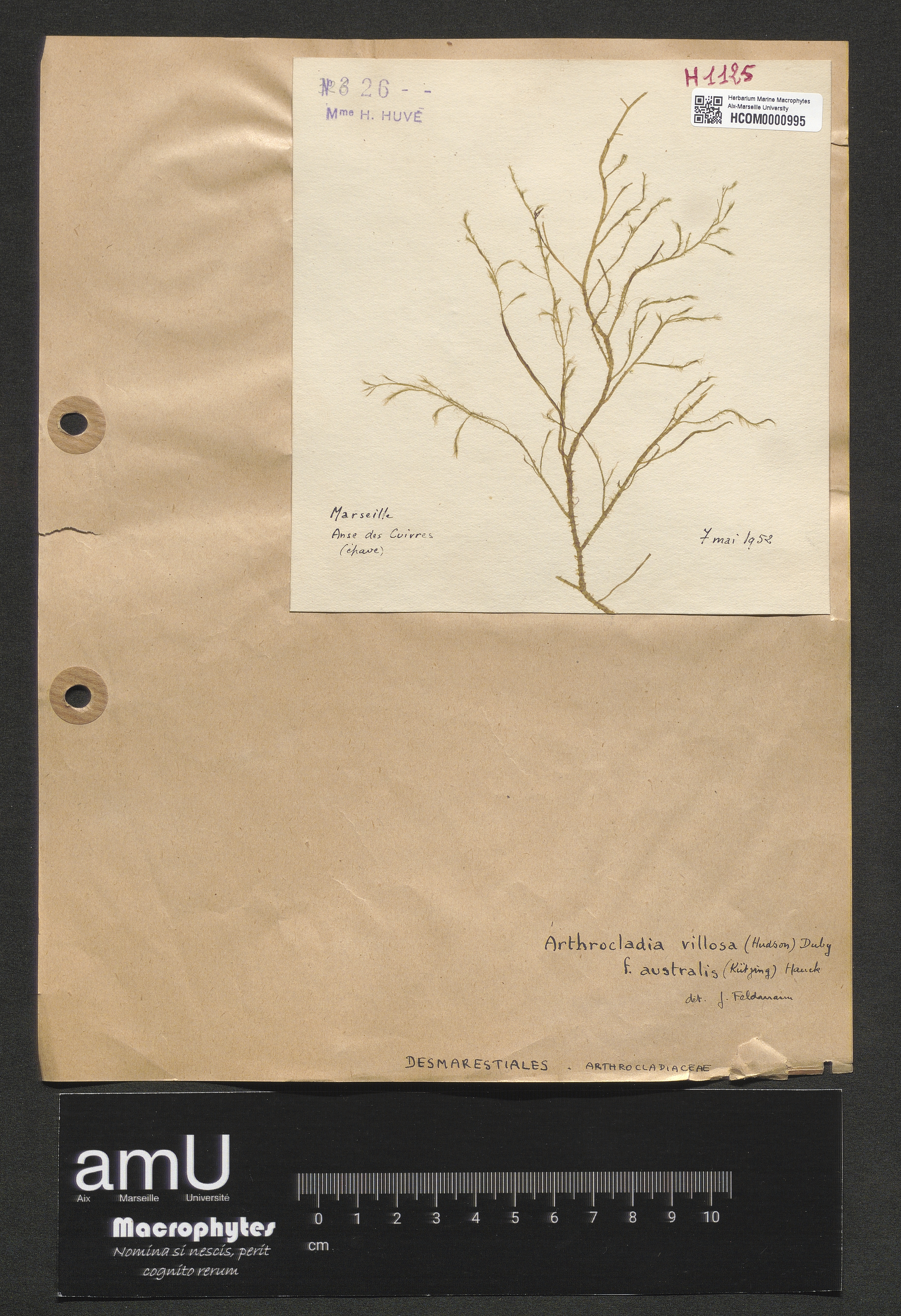 Arthrocladia villosa f. australis (Kützing) Hauck specimen