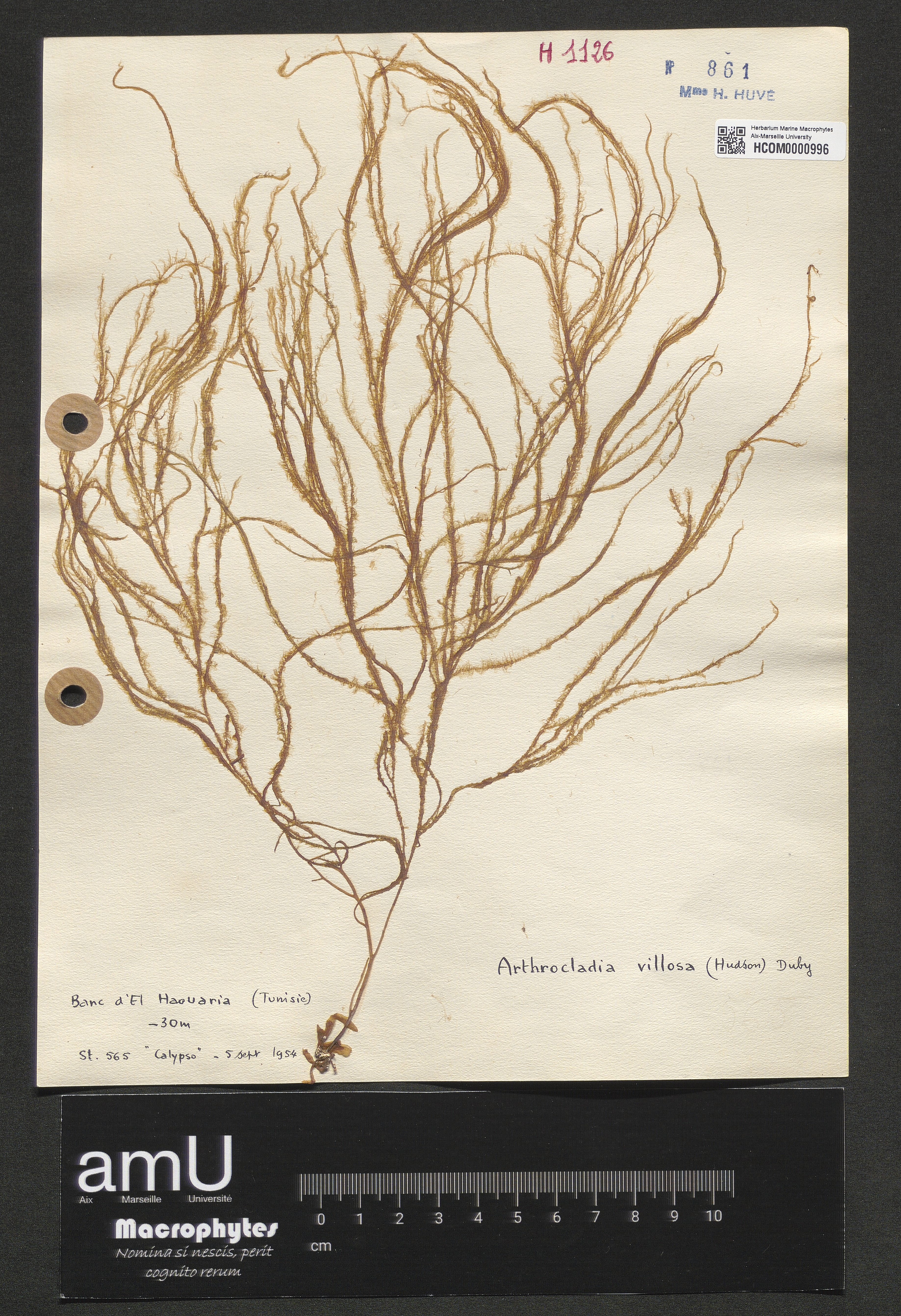 Arthrocladia villosa specimen