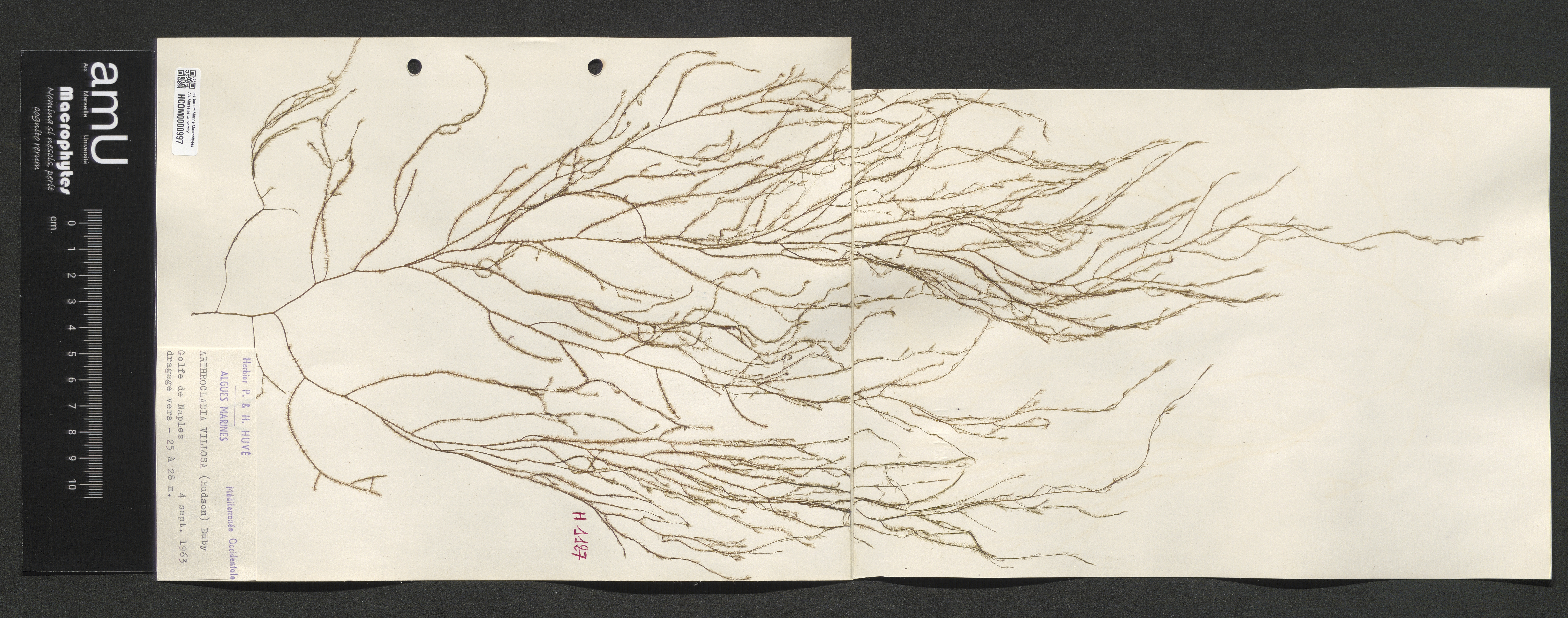 Arthrocladia villosa specimen