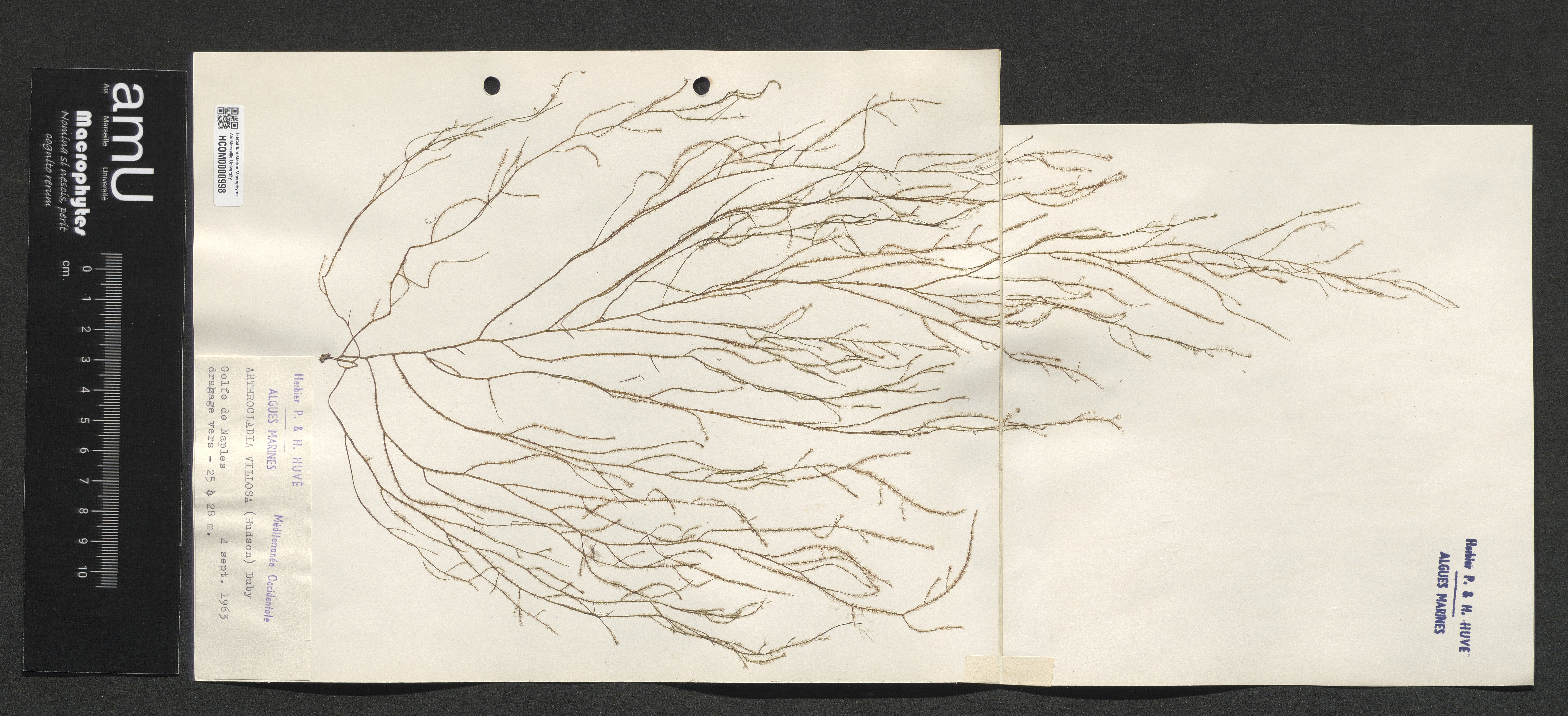 Arthrocladia villosa specimen