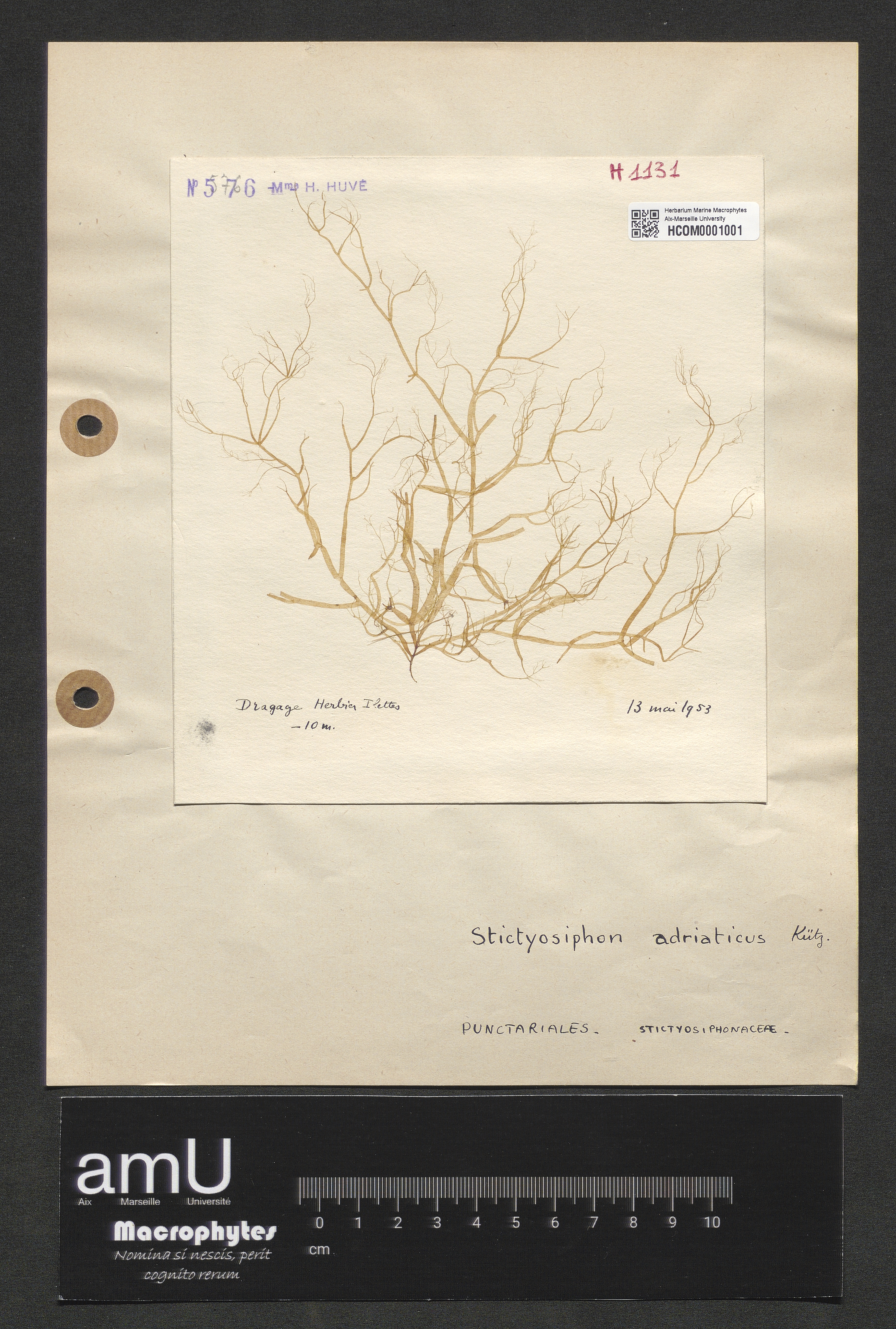 Stictyosiphon adriaticus specimen