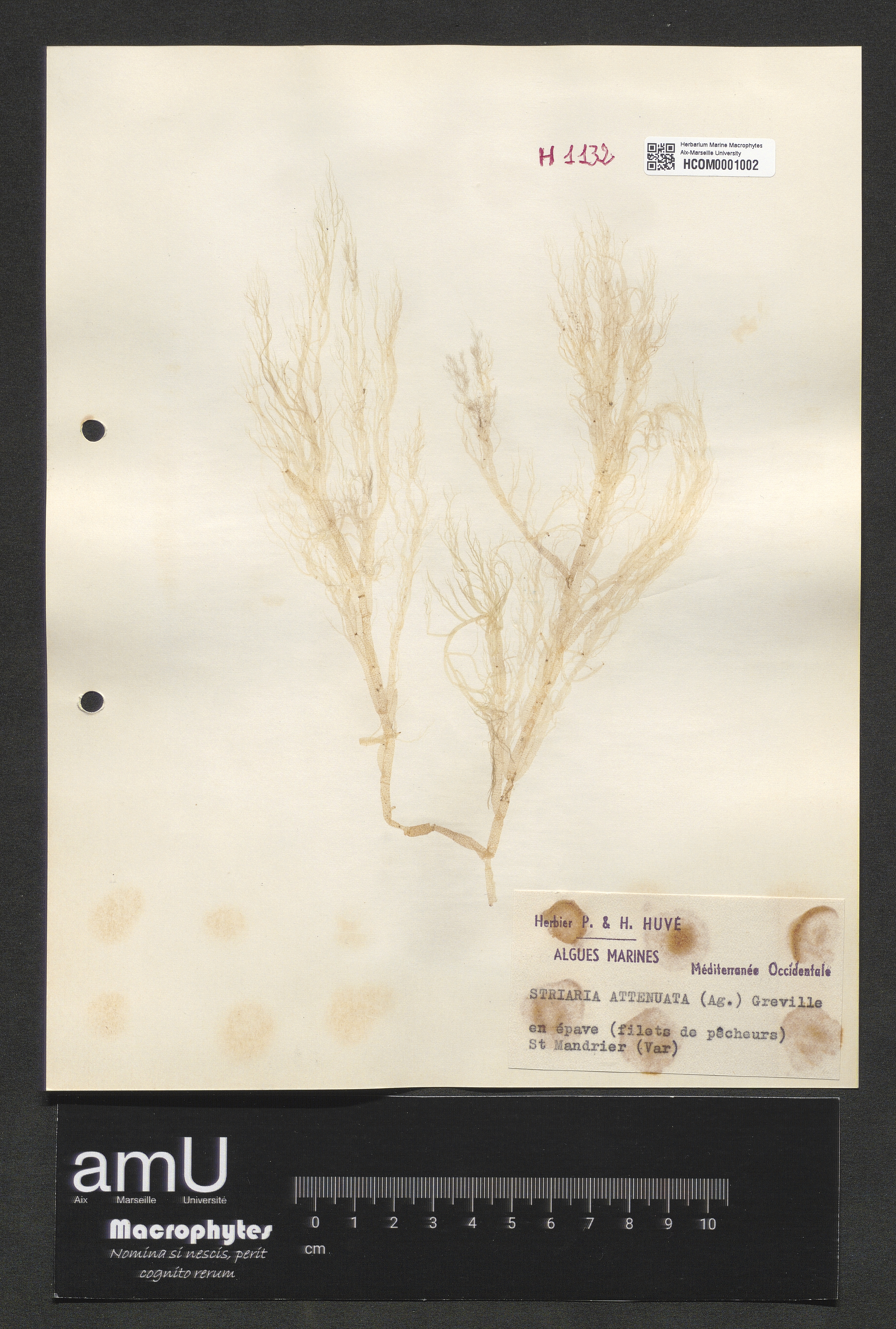 Striaria attenuata specimen