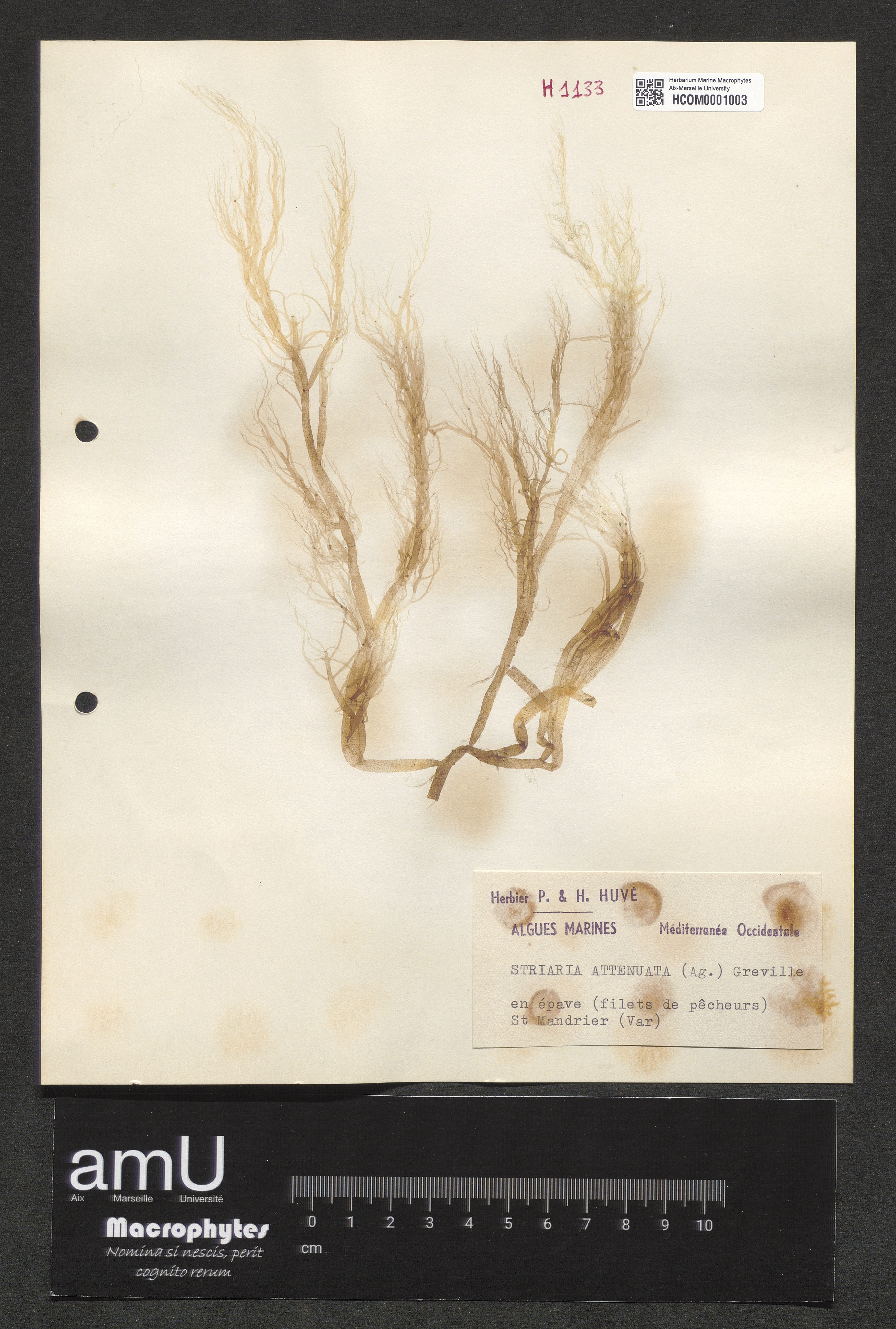 Striaria attenuata specimen