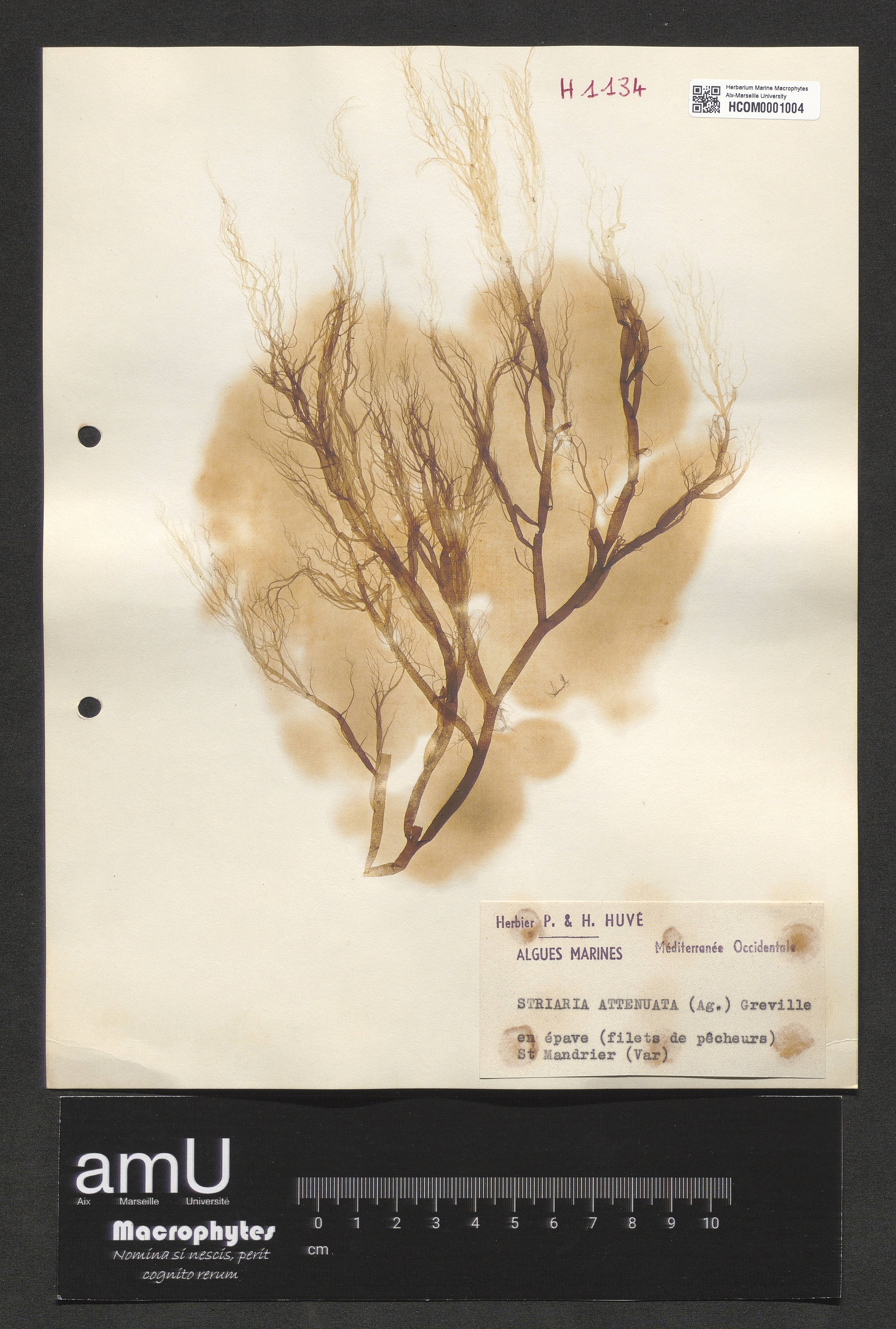Striaria attenuata specimen