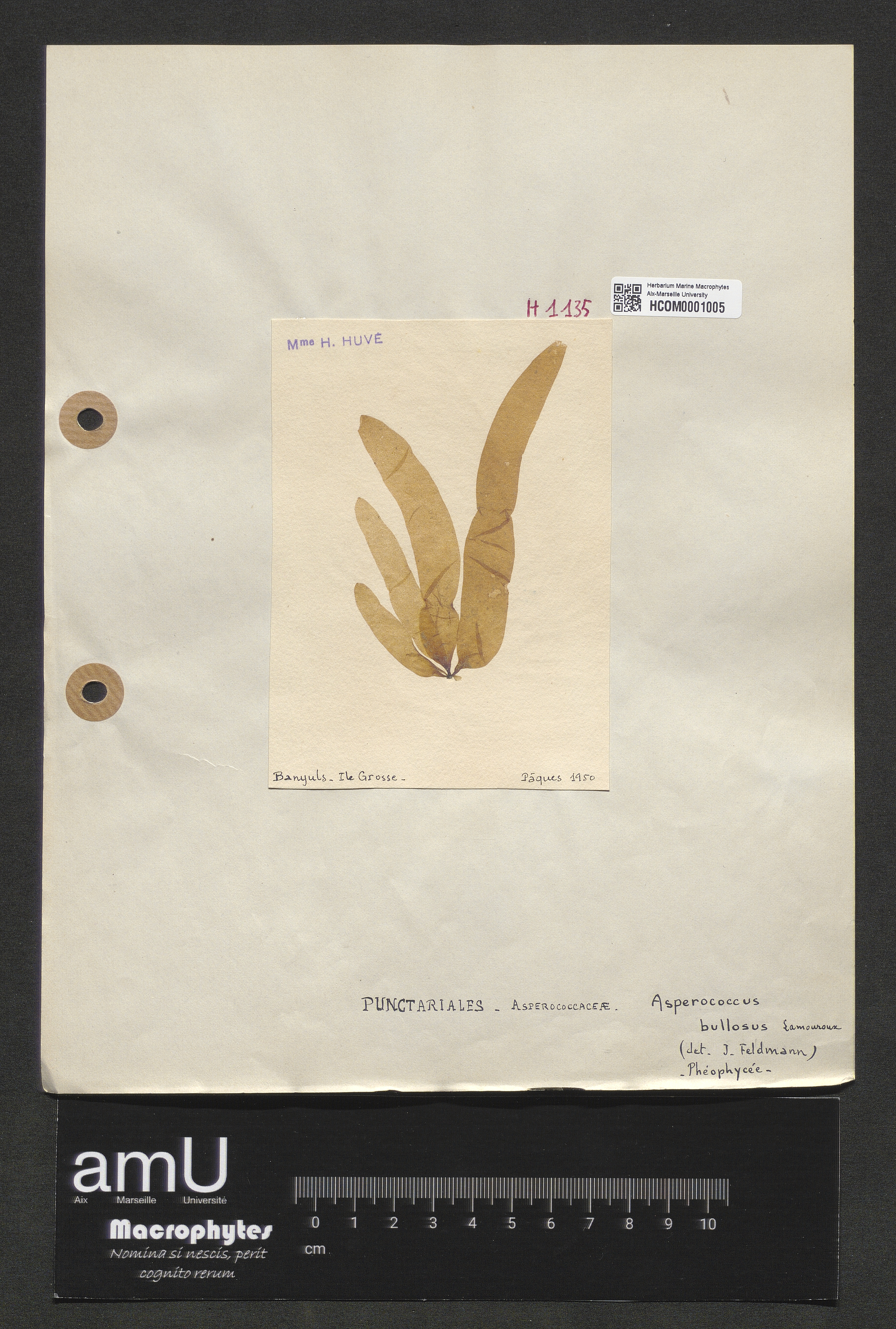Asperococcus bullosus specimen
