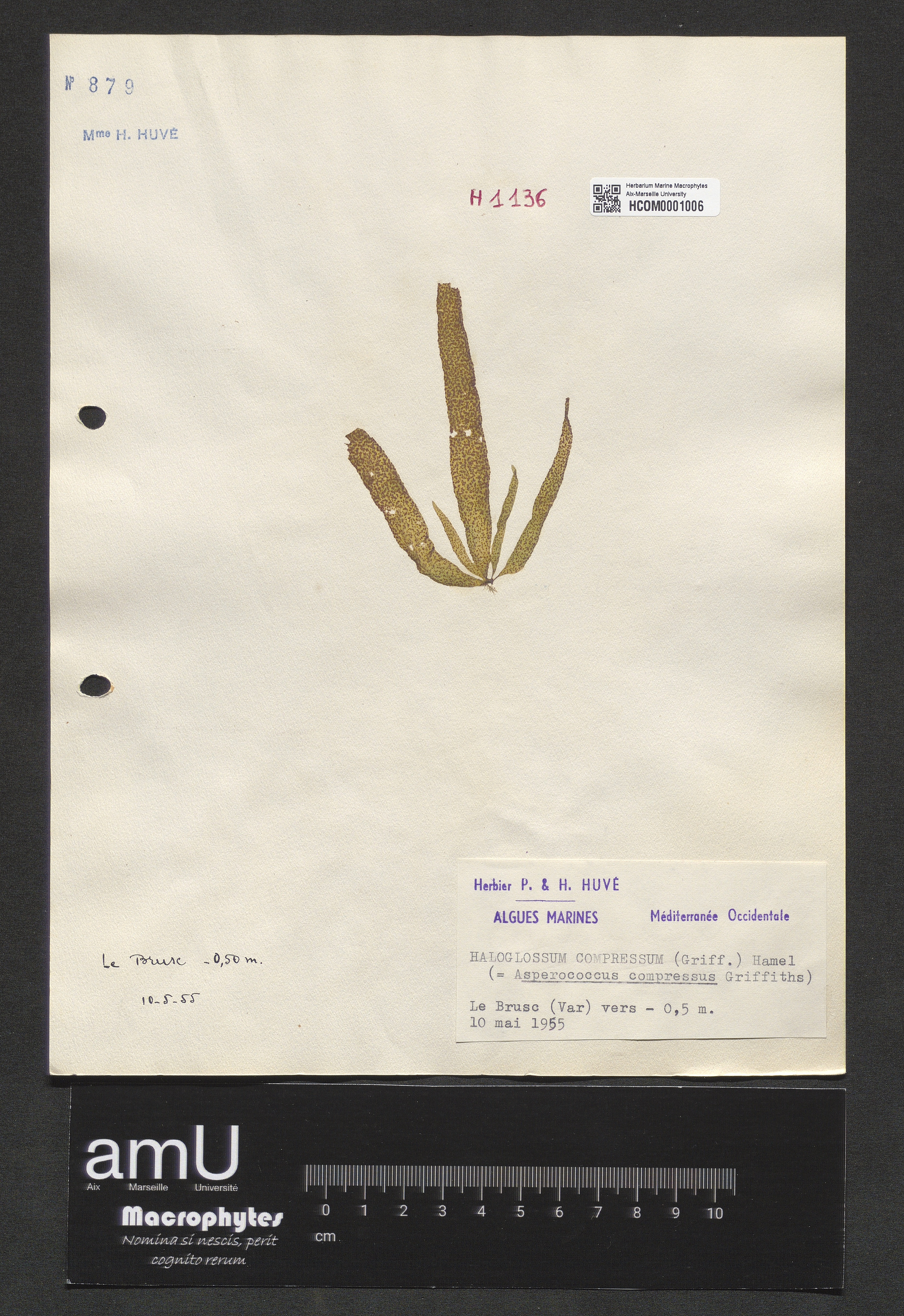 Haloglossum compressum specimen