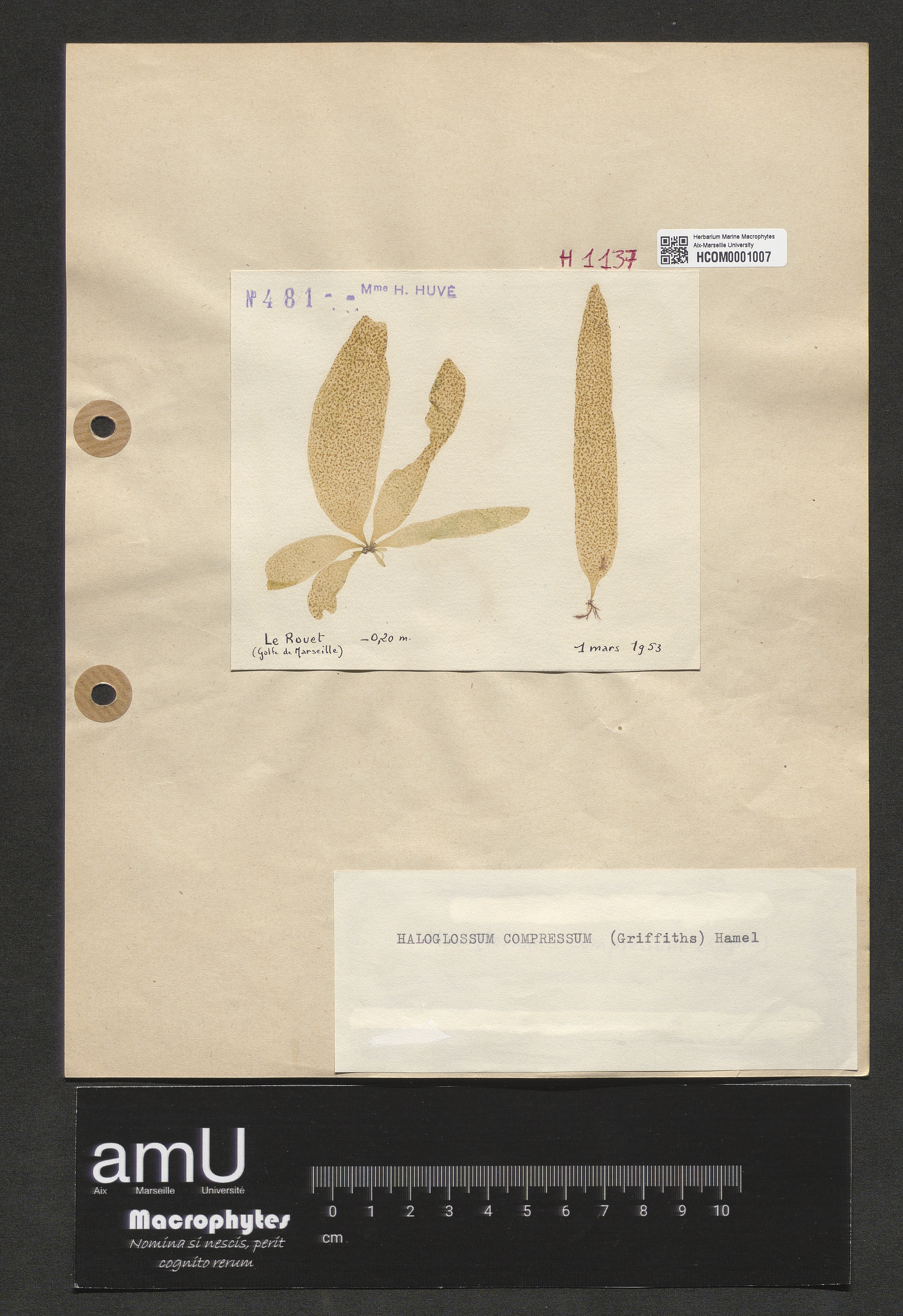 Haloglossum compressum specimen
