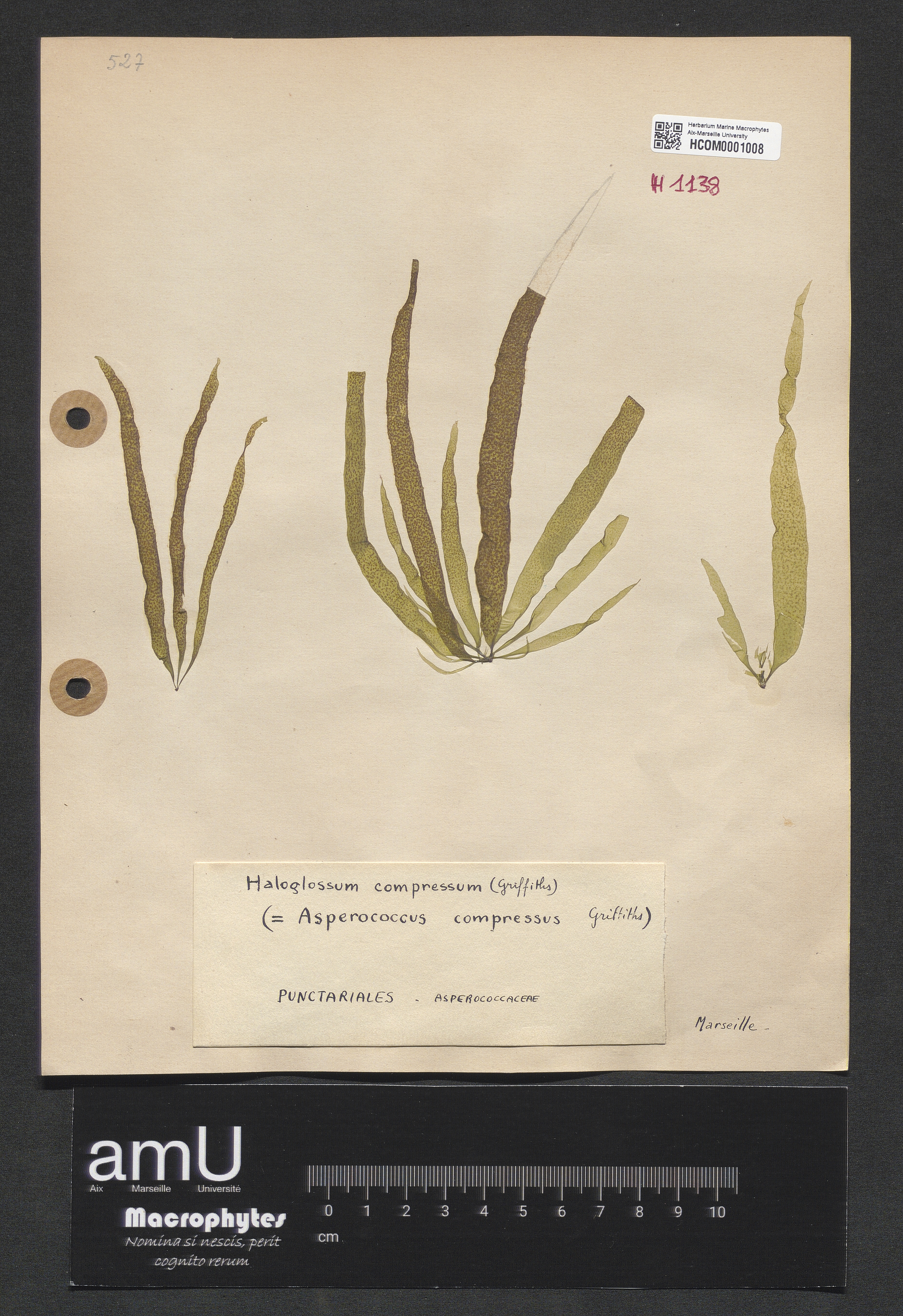 Haloglossum compressum specimen