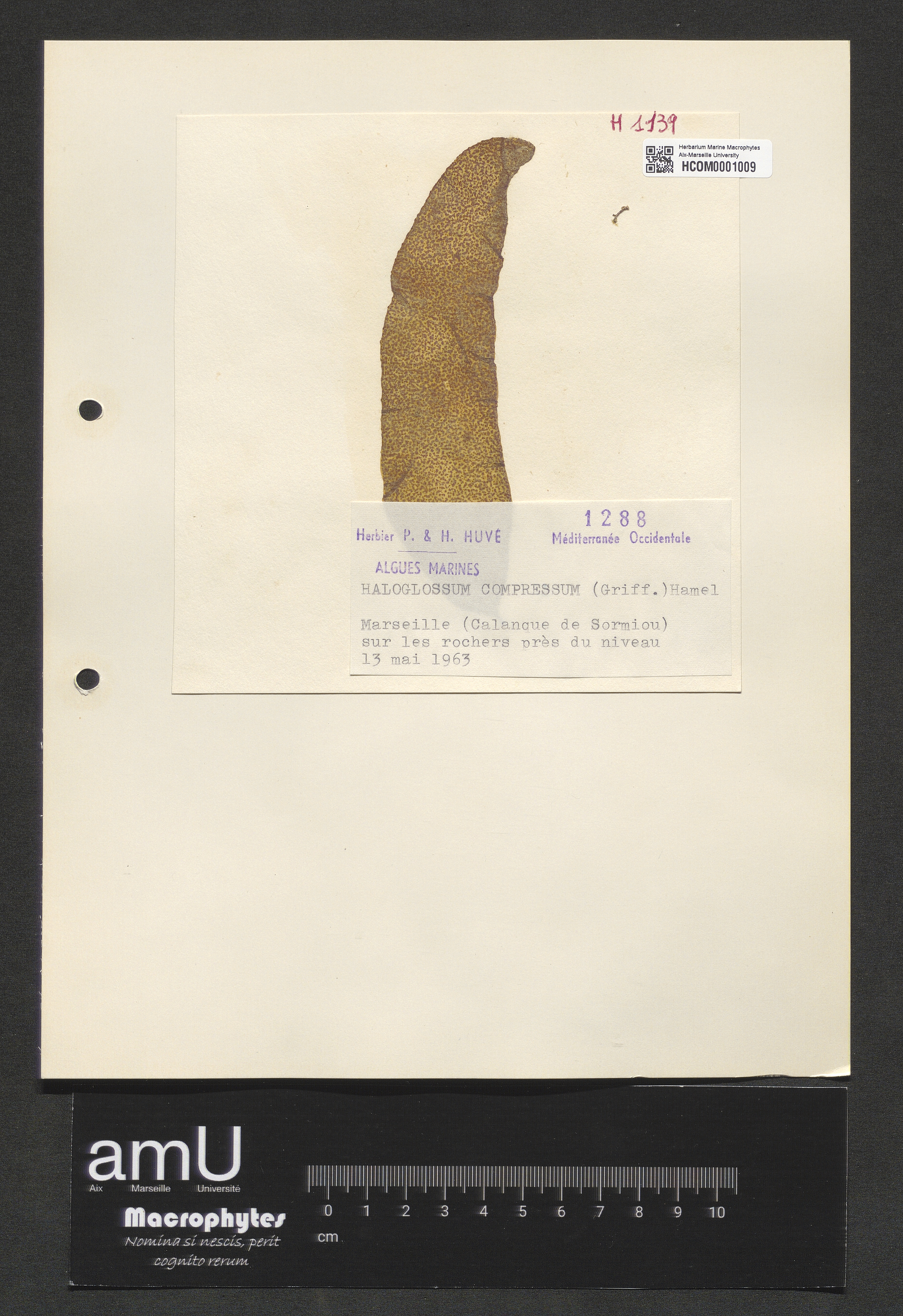 Haloglossum compressum specimen